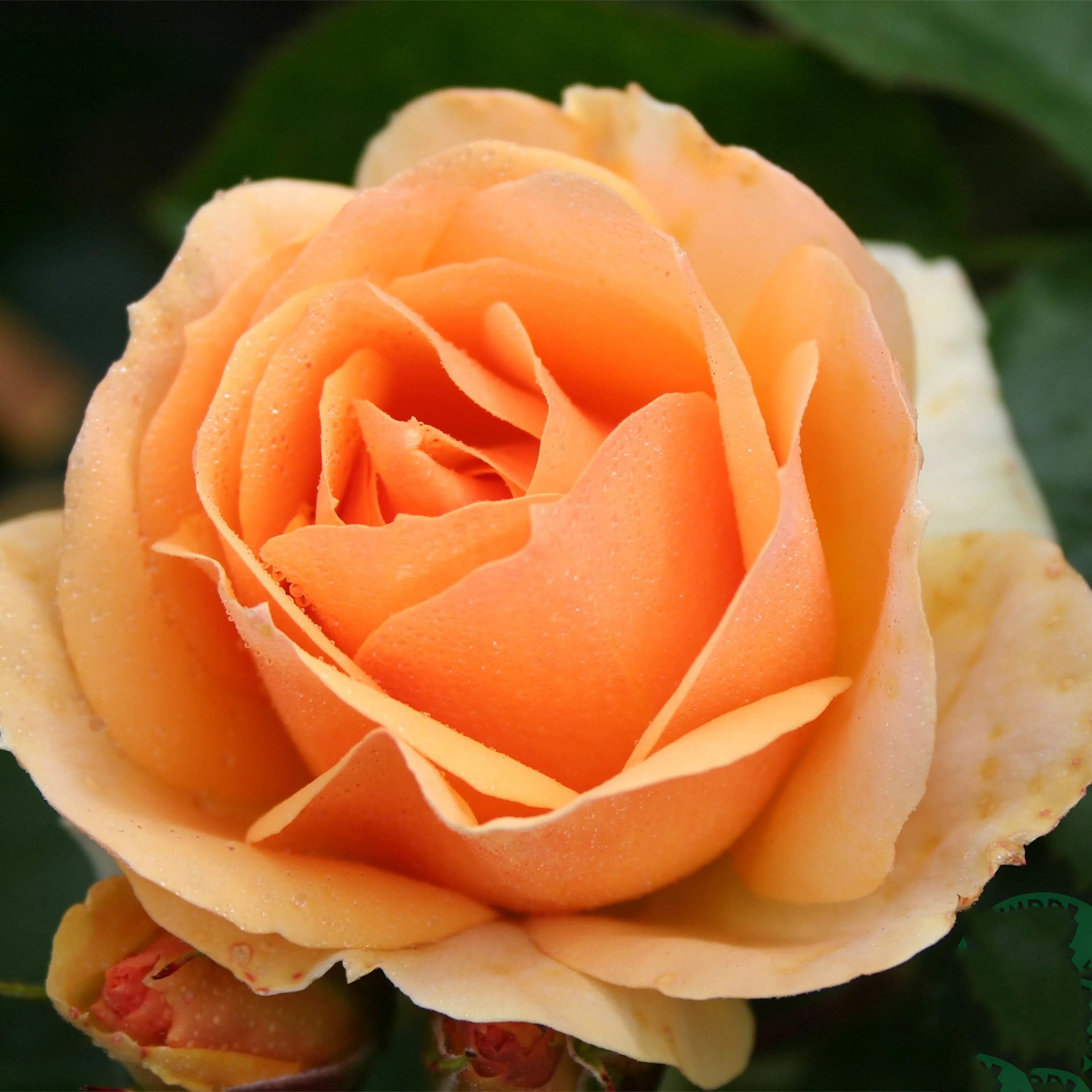 Rosa "Hansestadt Rostock", 5-pack 5-pack