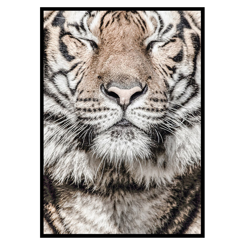 Poster Gallerix Tiger