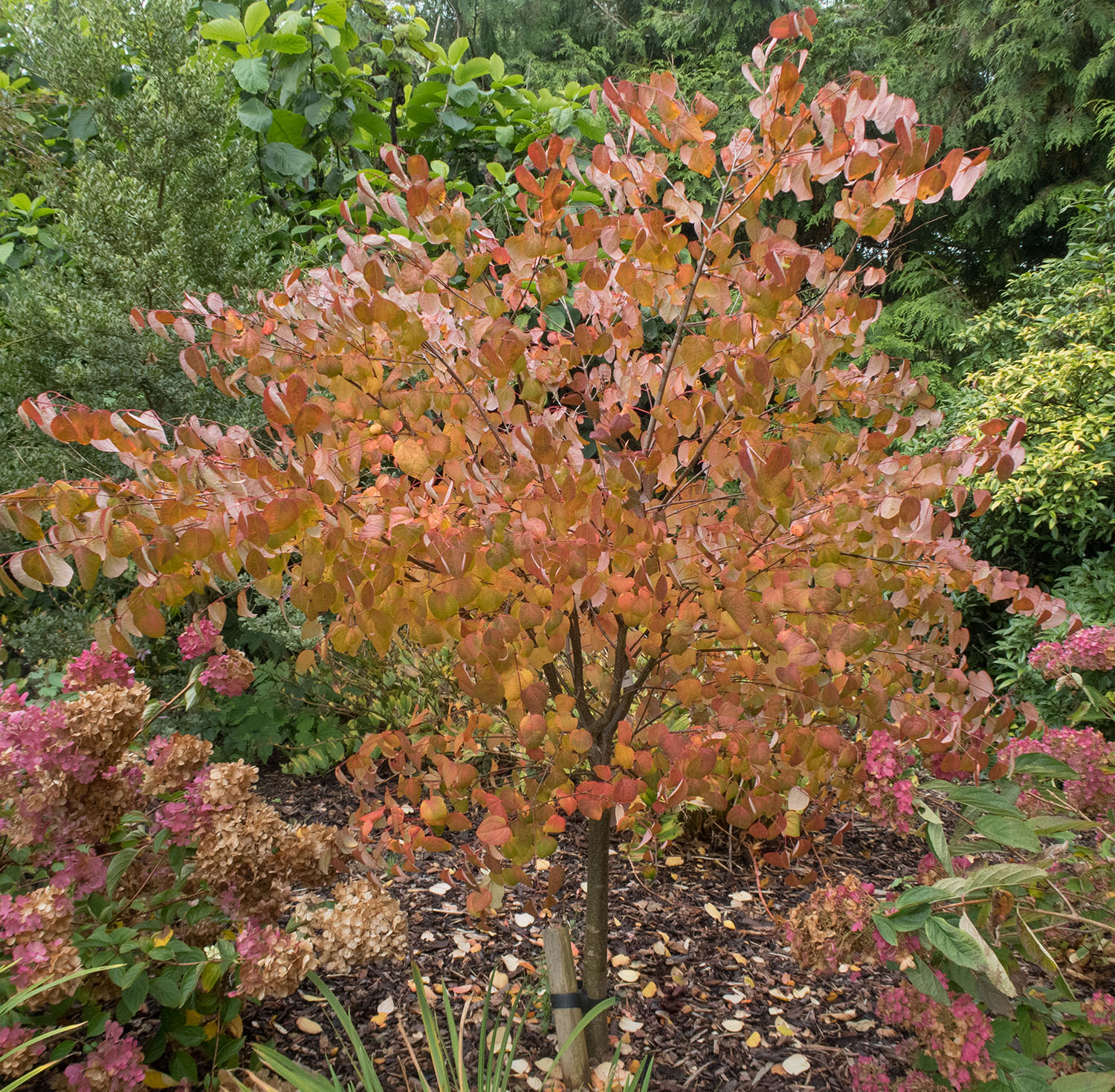 Prydnadsbuske Omnia Garden Katsura- Brödträd med Hjärtformade Blad 125-150cm
