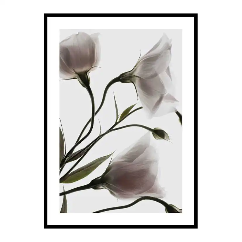 Poster Gallerix Three White Flowers