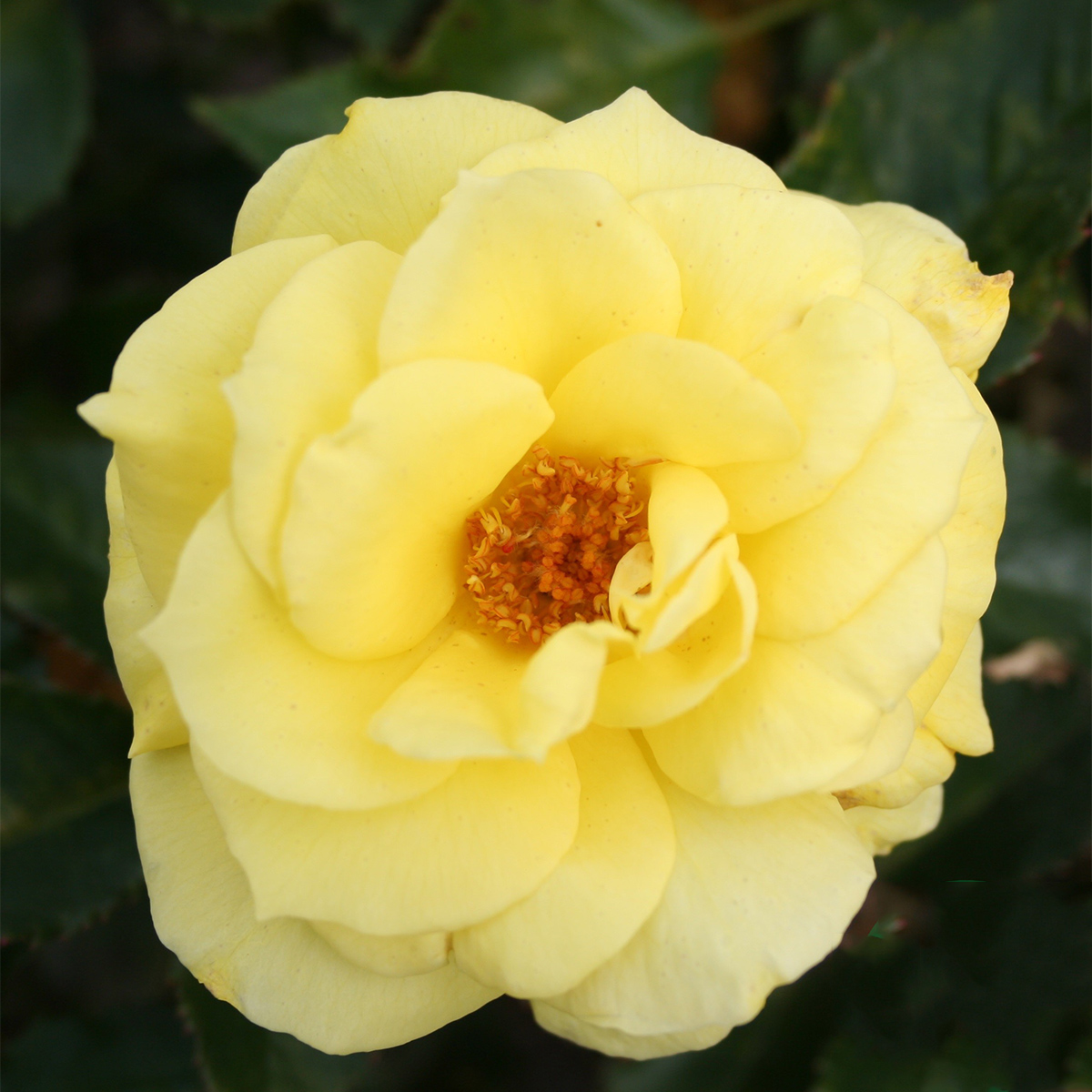 Flerblommig Rabattros Omnia Garden Friesia