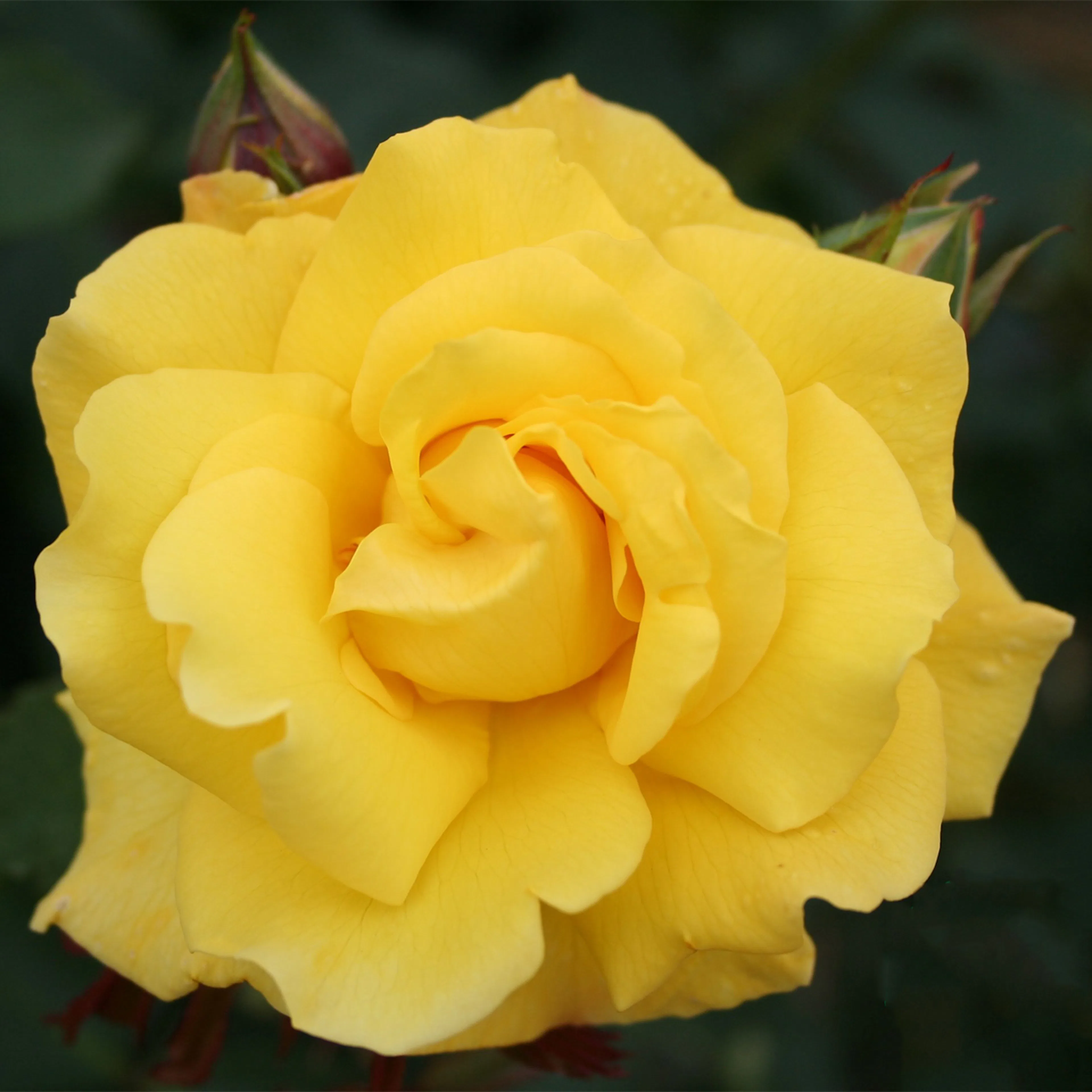 Rosa "Goldstern", 1-pack 1-pack
