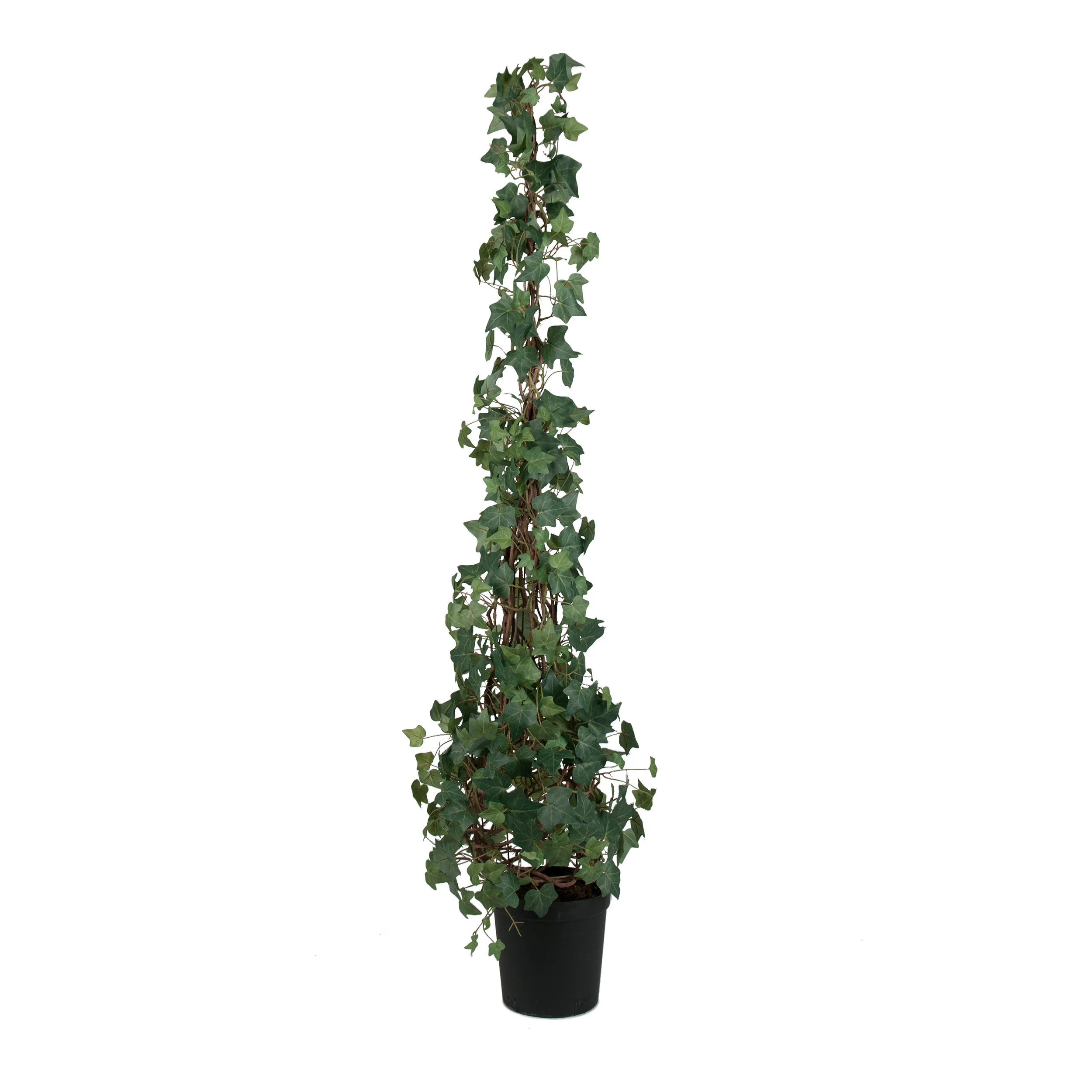Murgröna H: 180 cm
