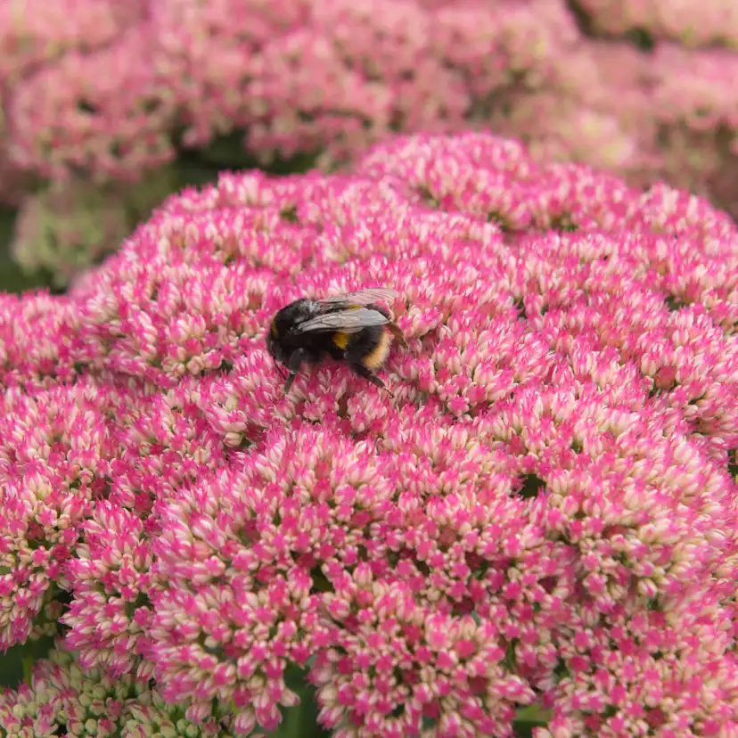 Perenn Omnia Garden Kinesisk Kärleksört Hylotelephium Spectabile Brilliant