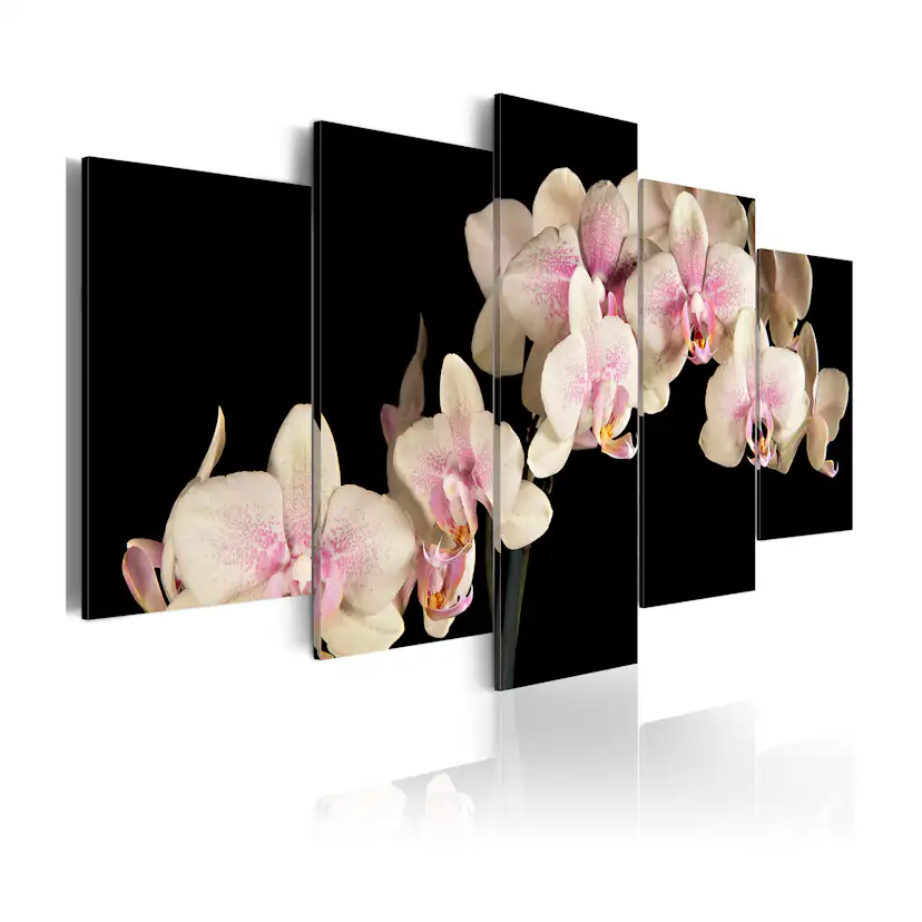 Tavla Arkiio An Orchid On A Contrasting Background