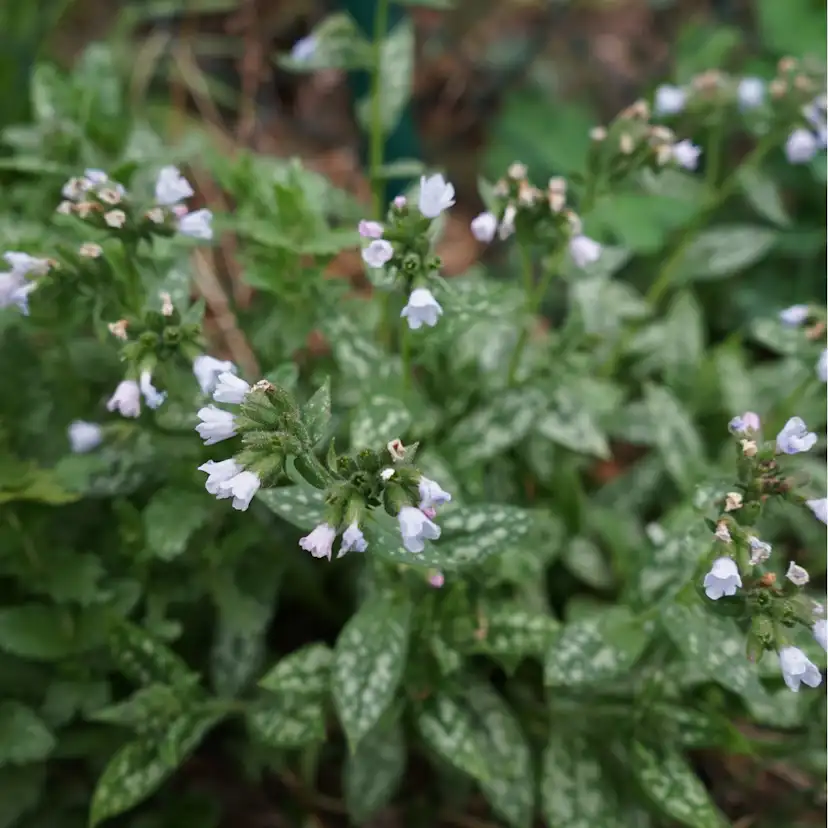 Perenn Omnia Garden Perennpaket Långvarig Trädgård