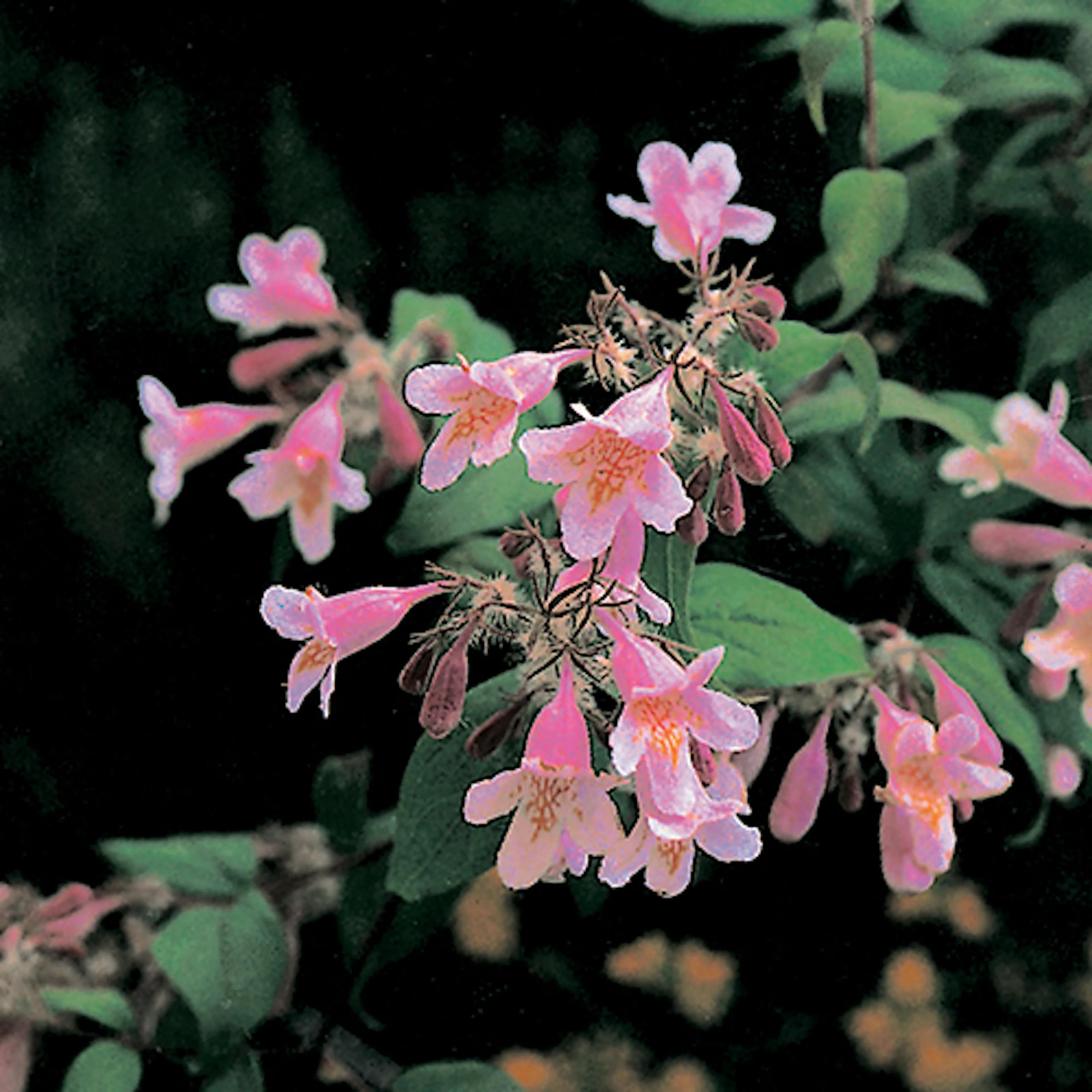 Paradisbuske Omnia Garden Solitär Prydnadsbuske Rosa Blomning 125-150 cm