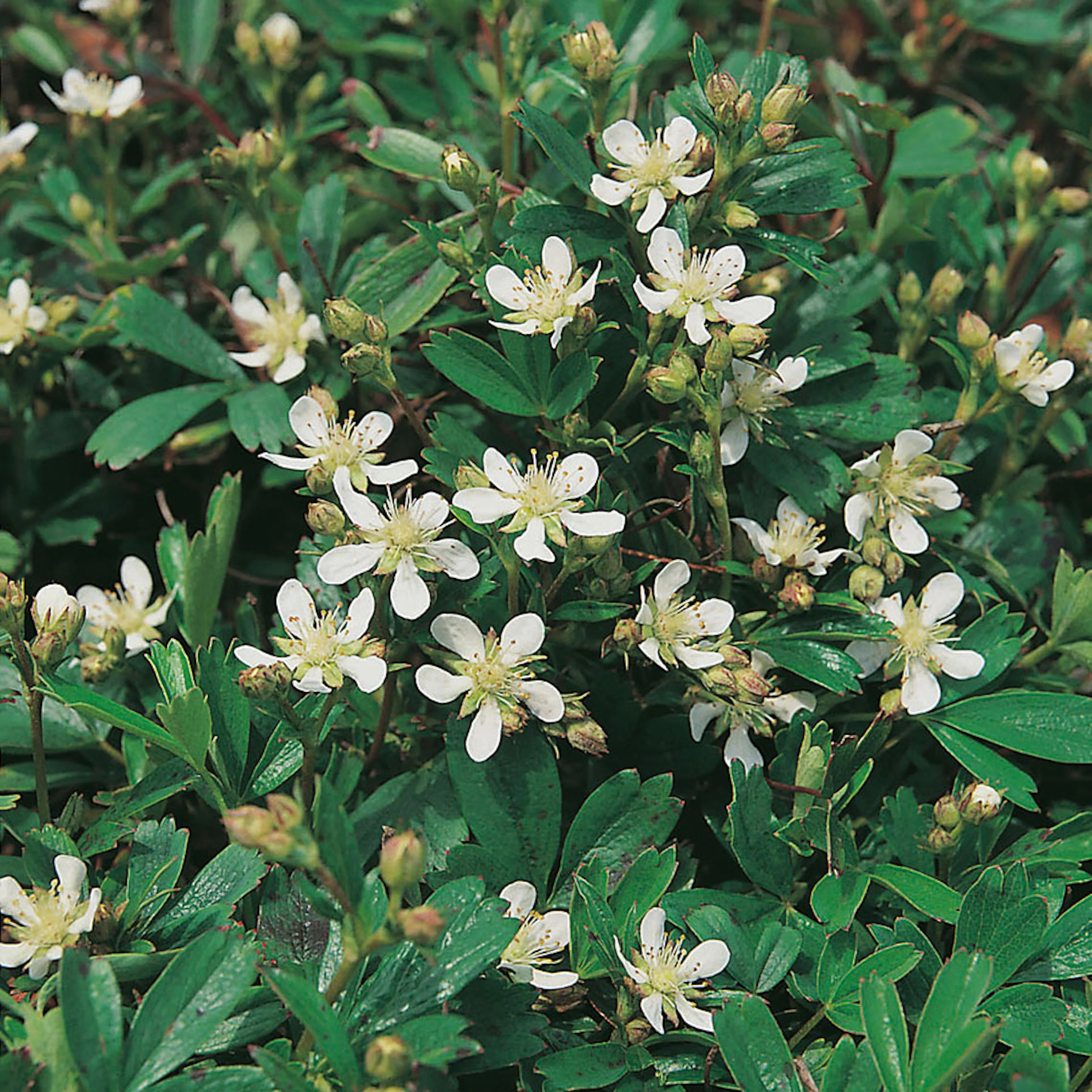 Planta Omnia Garden Tretandsfingerört Nuuk