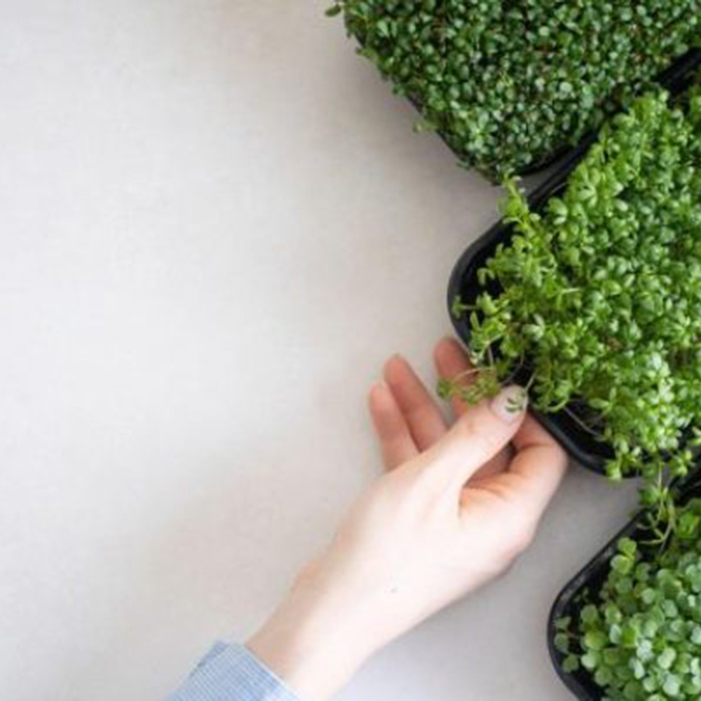 Odlingsmatta Turfquick Krasse