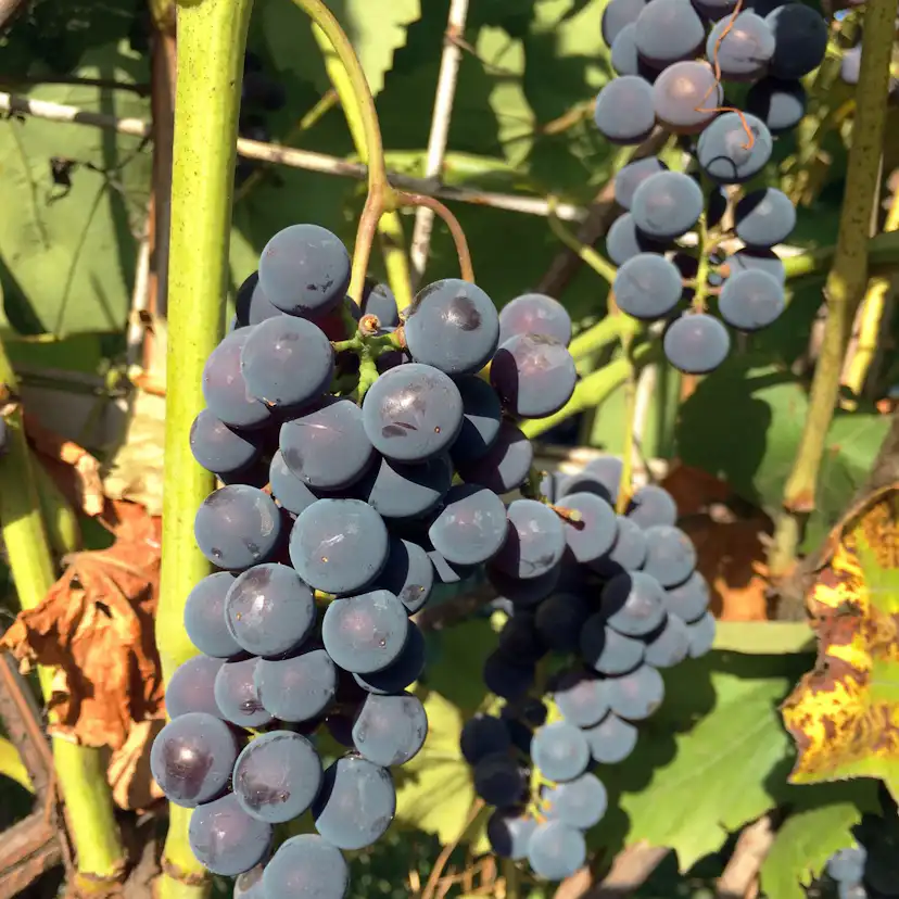 Bärbuske Omnia Garden Vitis Labruskavin Zilga E