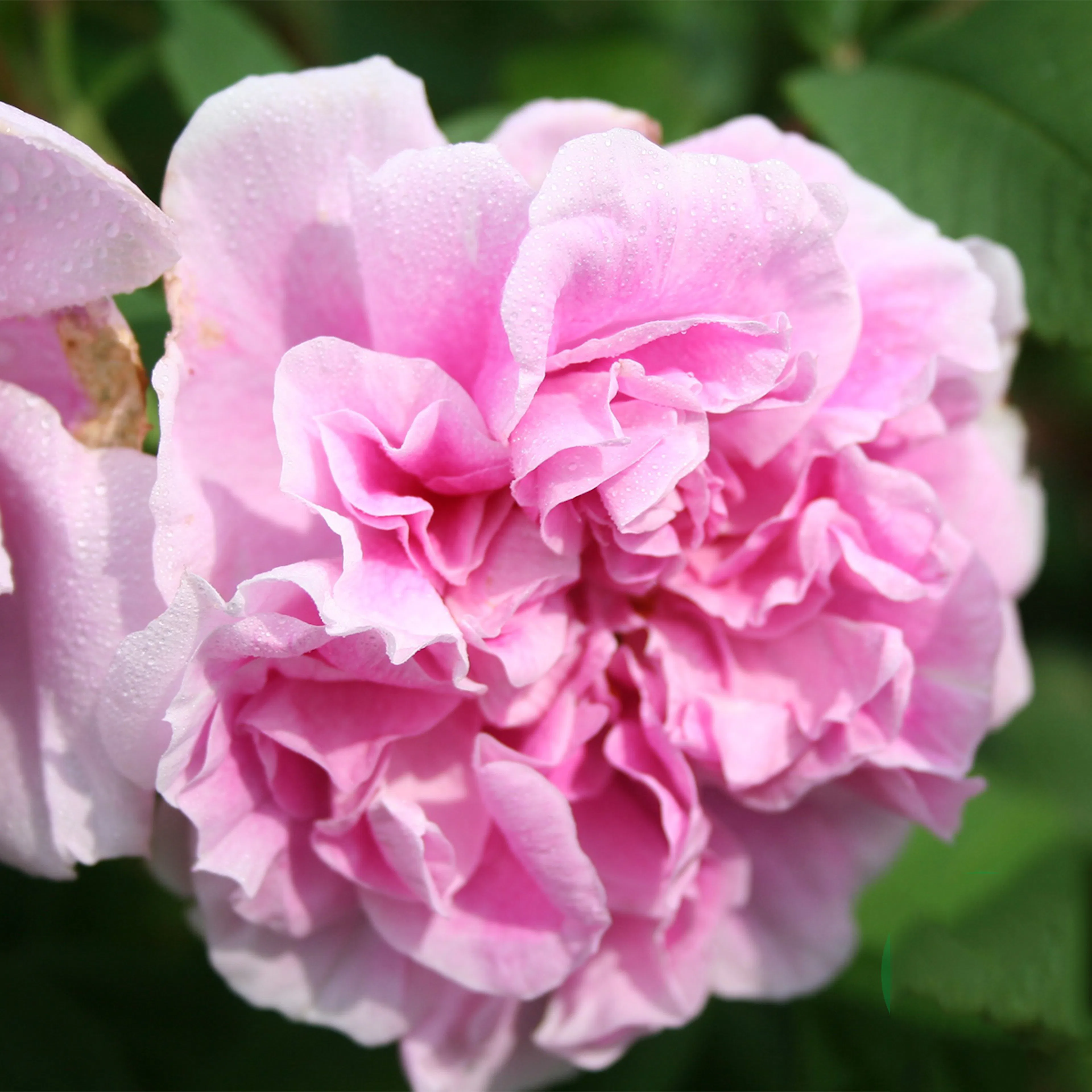Rosa "Theresa Bugnet", 5-pack 5-pack