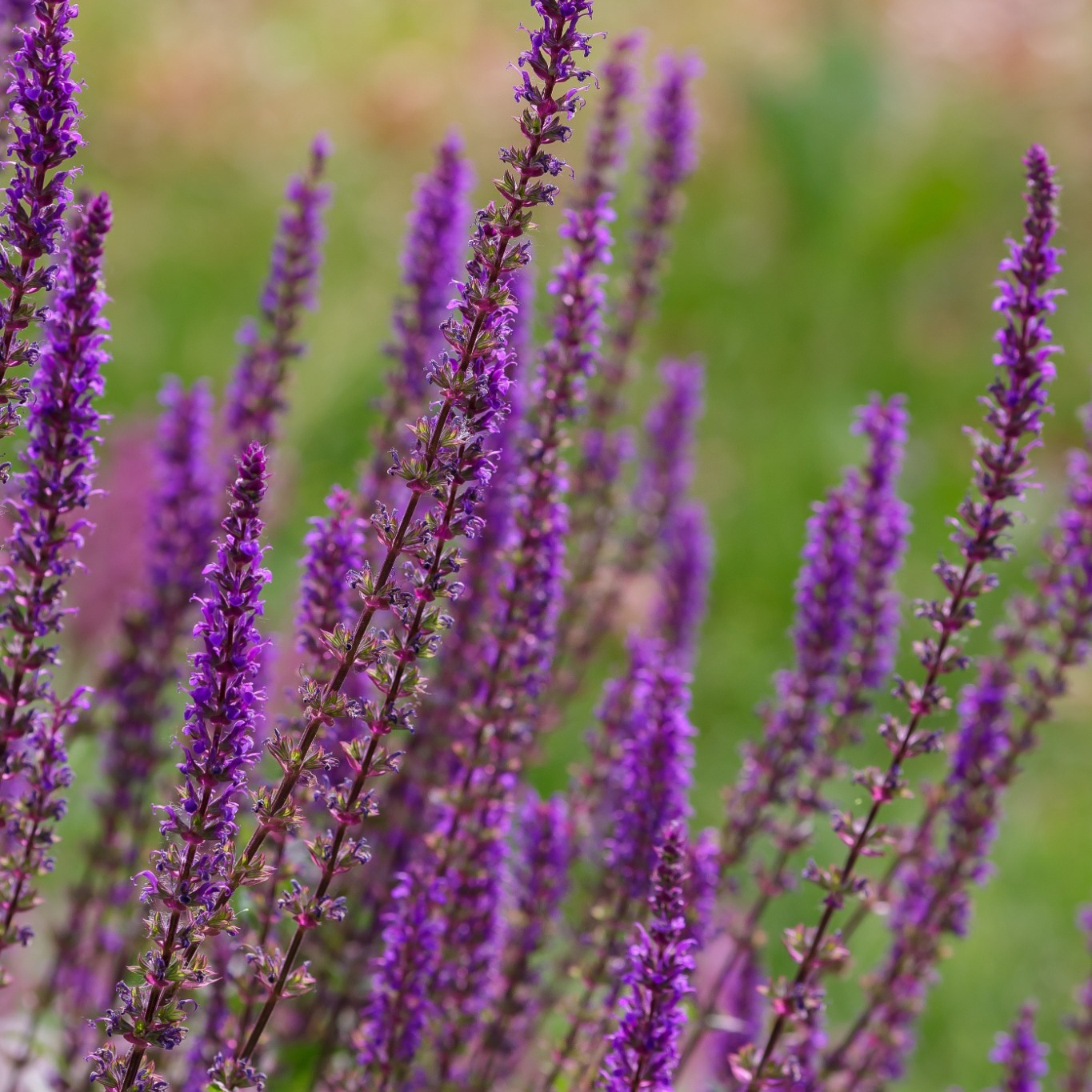 Perenn Omnia garden Stäppsalvia Amethyst