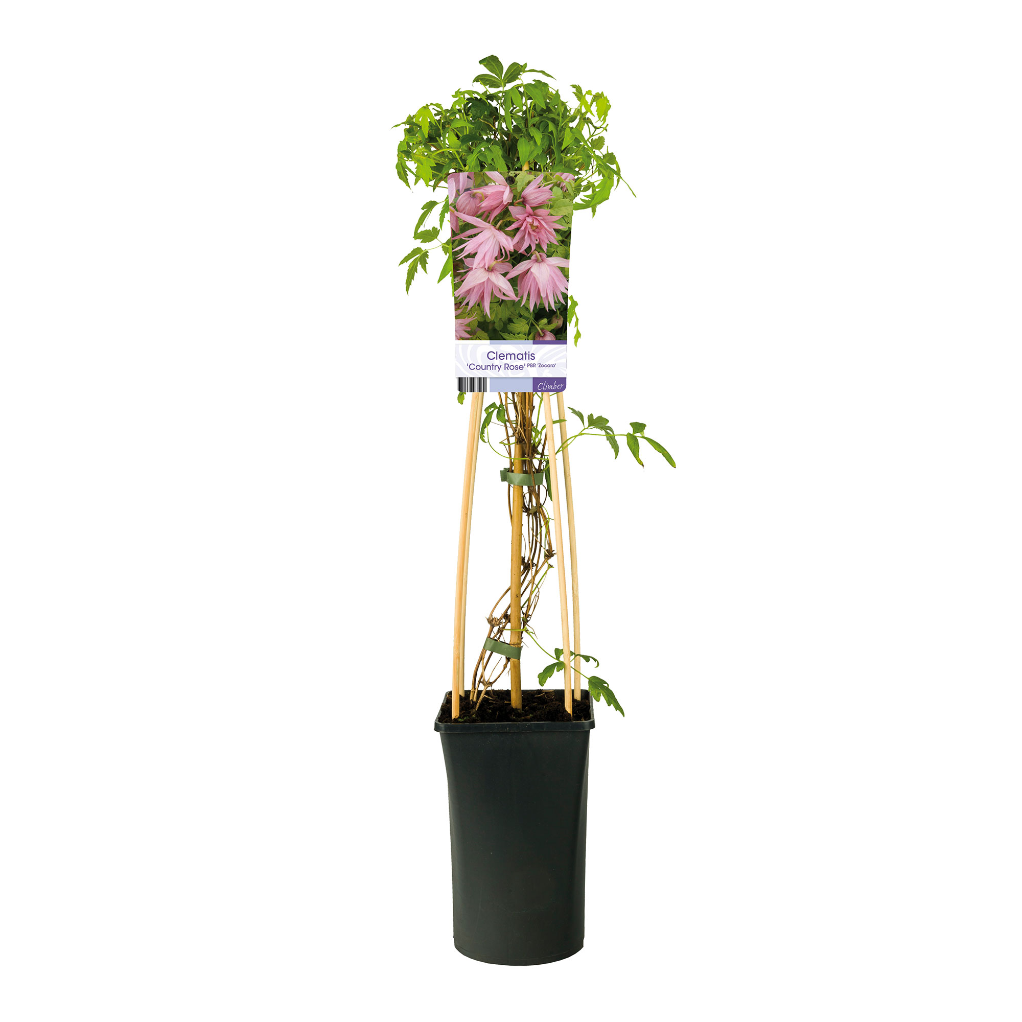 Klätterväxt Klematis Omnia Garden Country Rose 40-60 cm