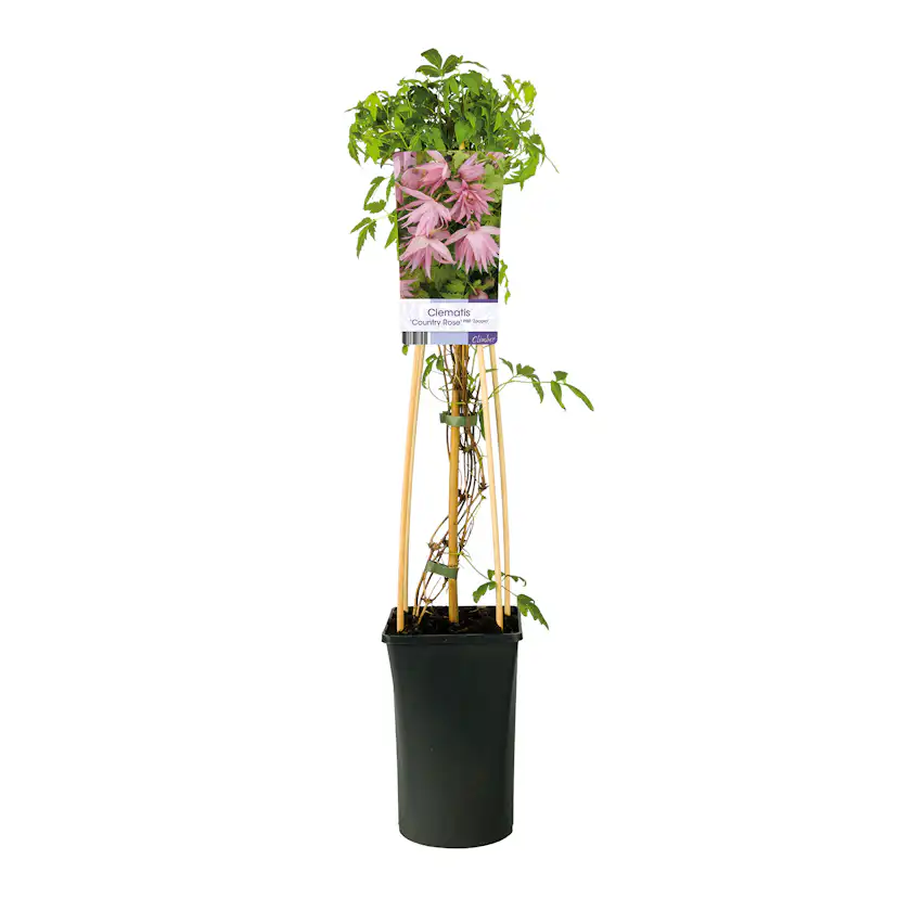 Klätterväxt Klematis Omnia Garden Country Rose 40-60 cm
