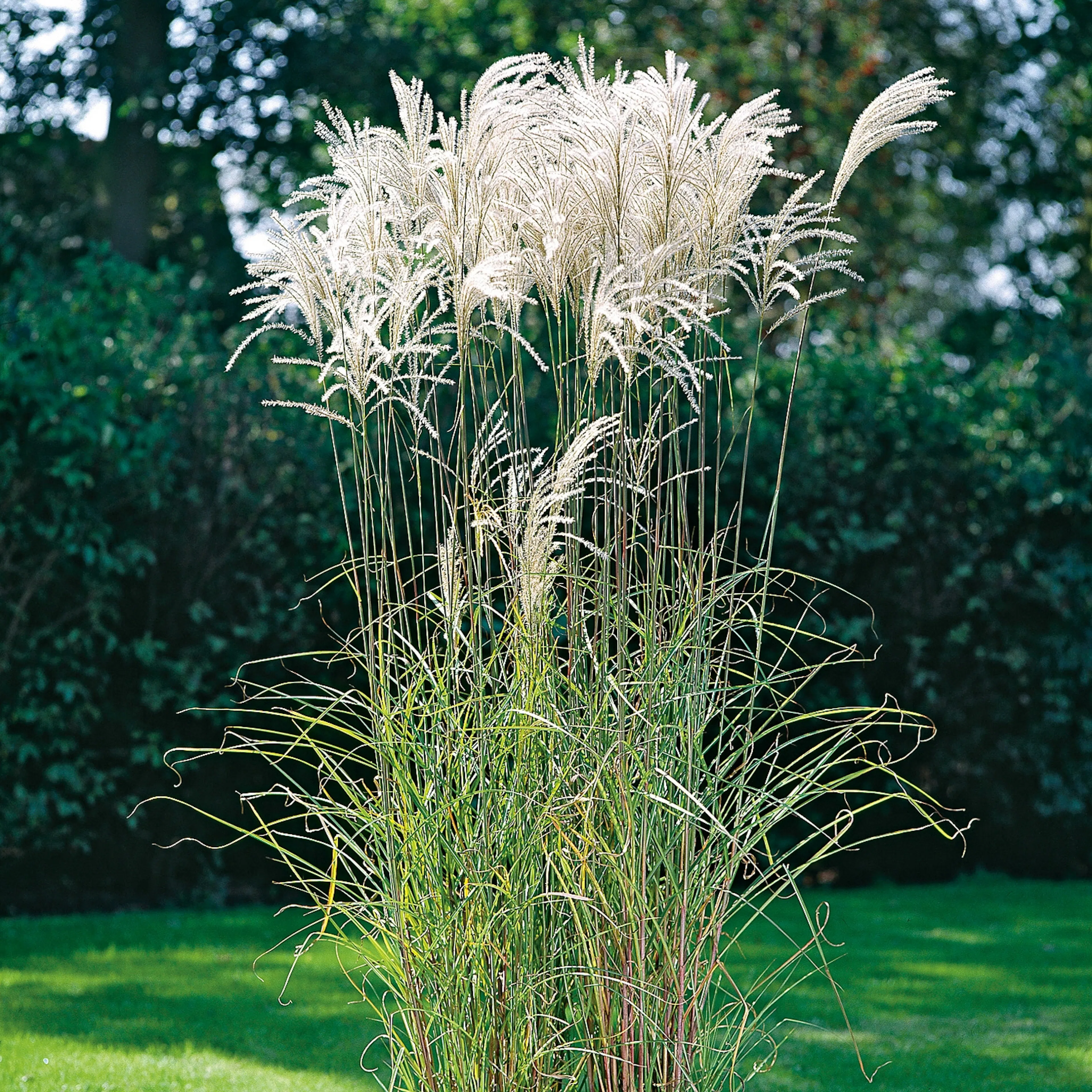Miscanthus sinensis 'Silberfeder', 3,5 L 1-pack