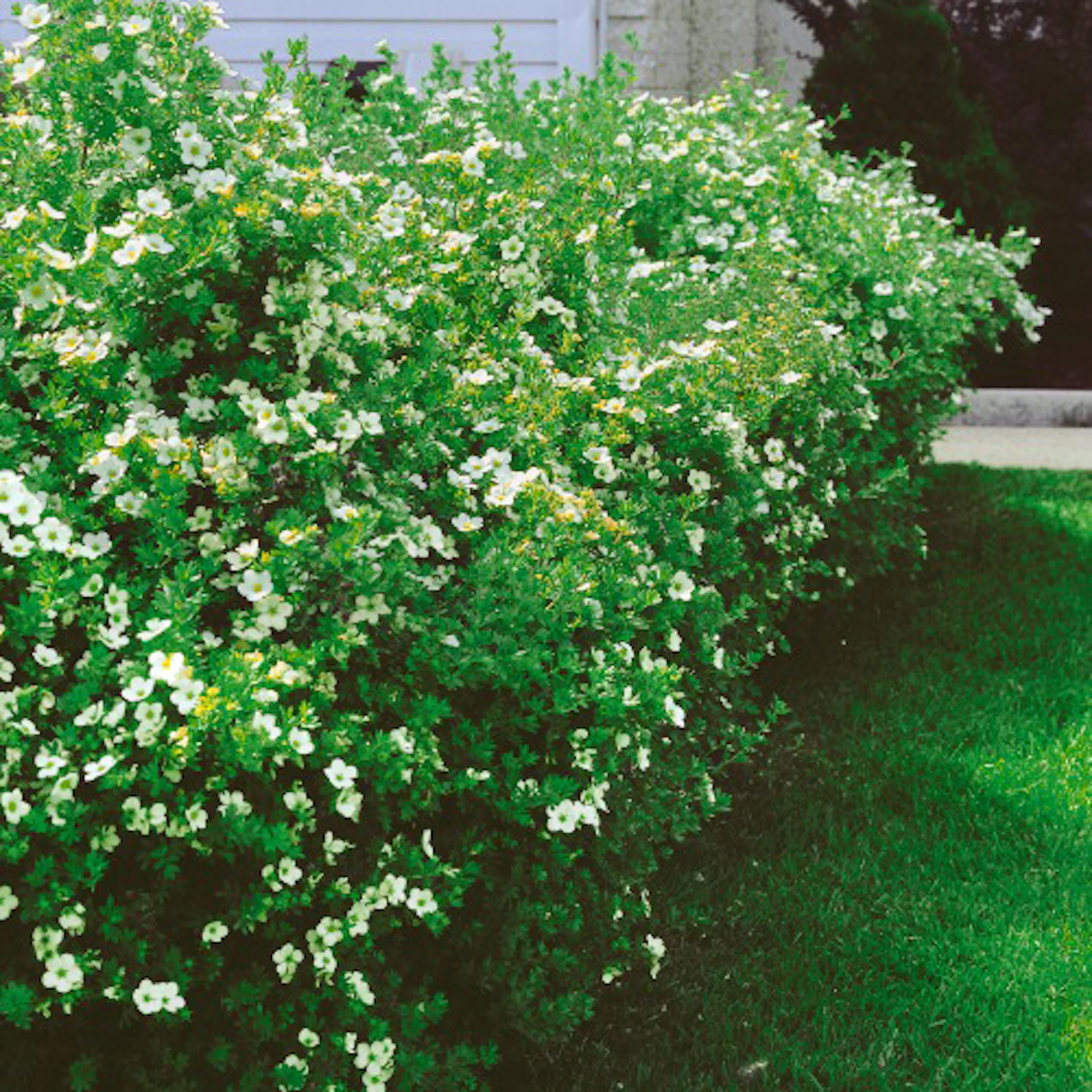 Buske Omnia Garden Trädgårdstok Sandved 20-40 cm