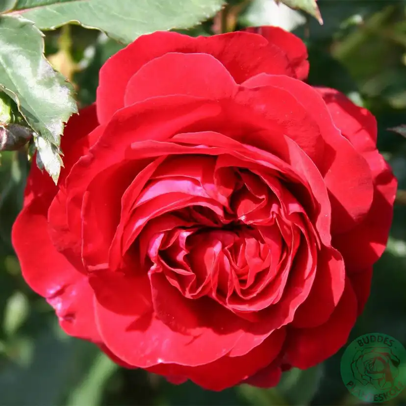 Flerblommig Rabattros Omnia Garden Kronborg