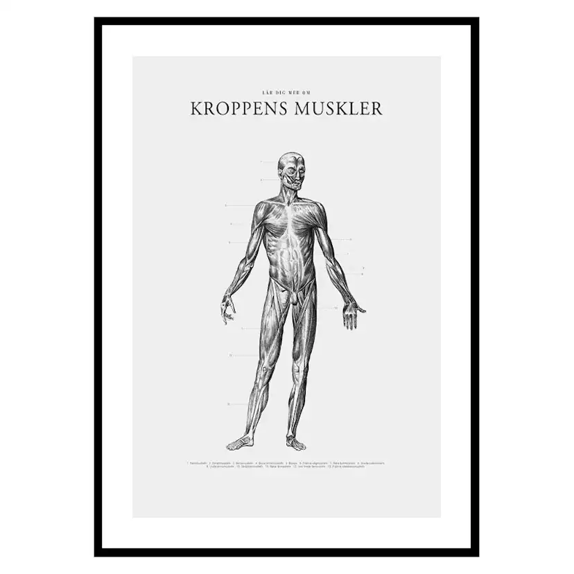 Poster Gallerix Kroppens Muskler Framsida