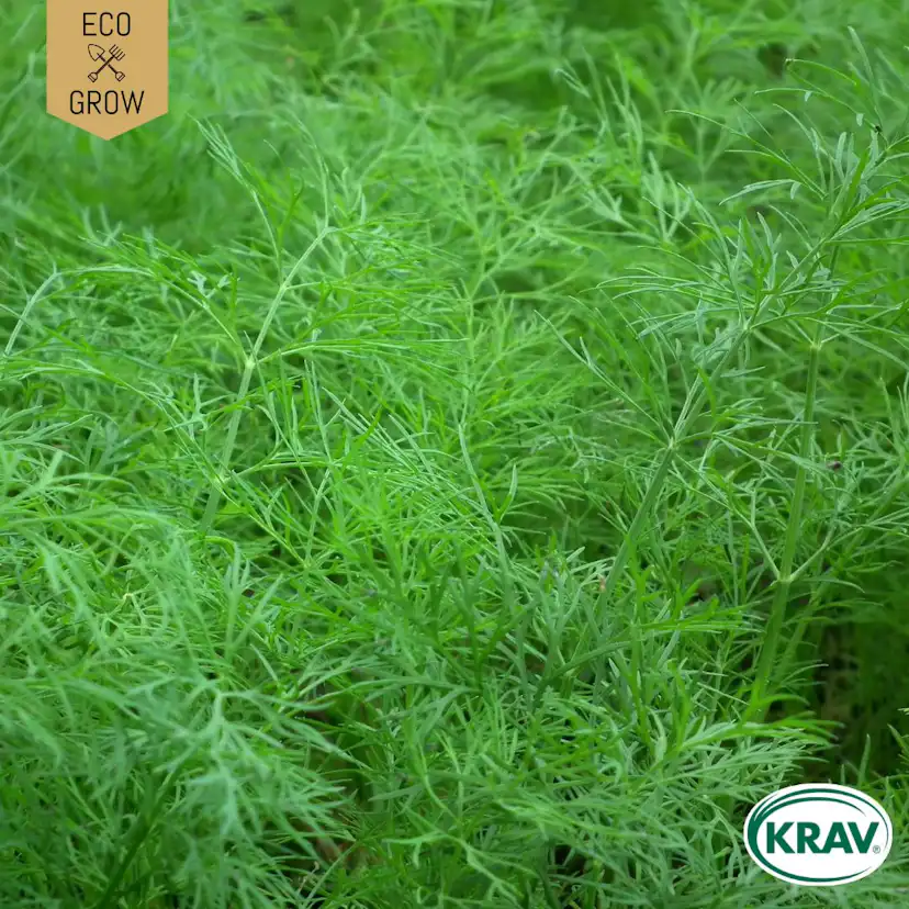 Fröpåse Eco Grow Dill Common