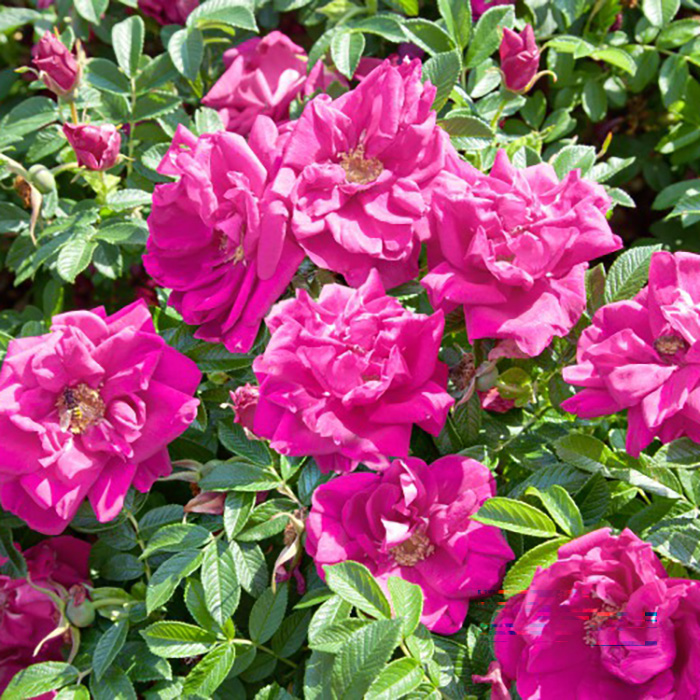 Ros Omnia Garden Rugosa Hansa 30-50 cm
