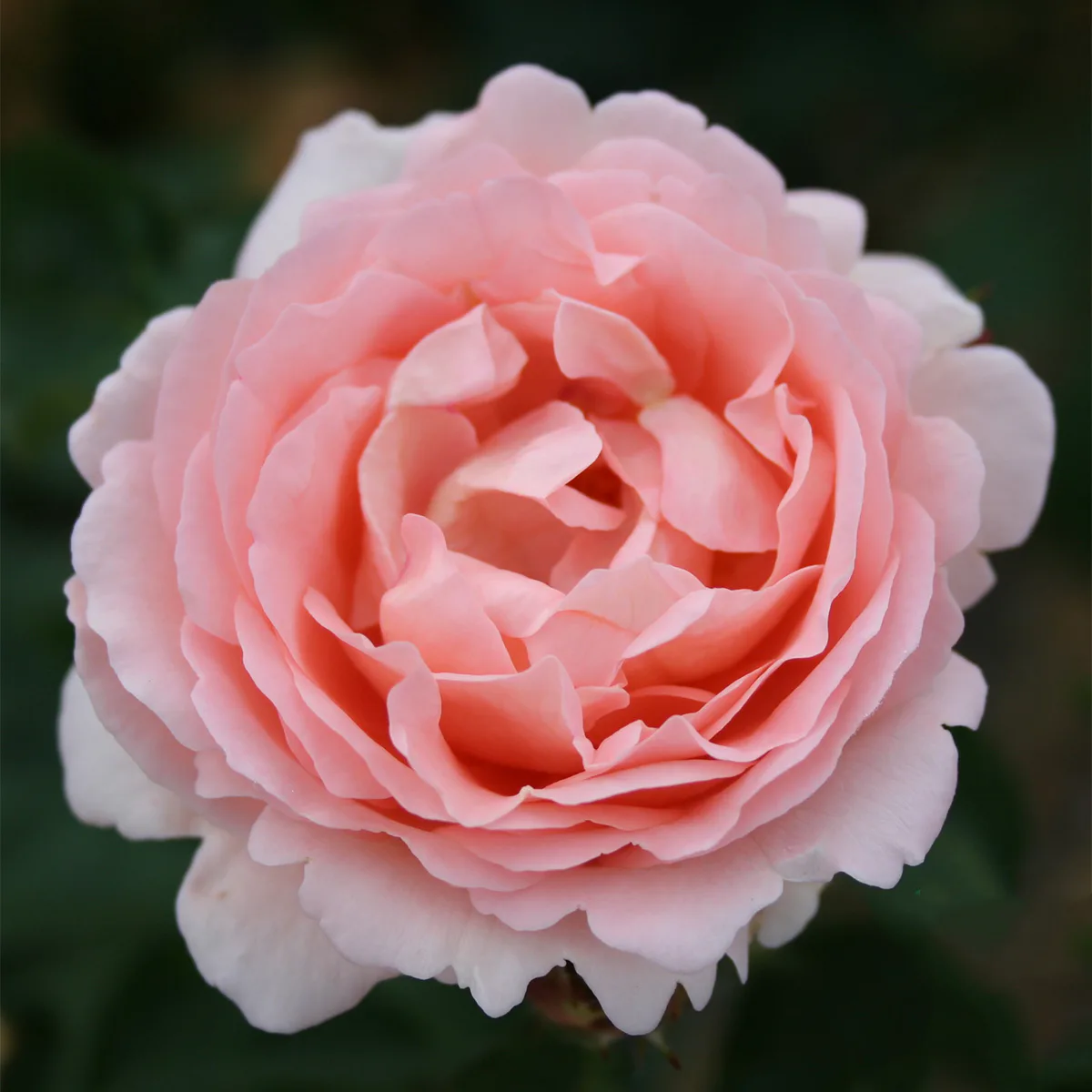 Storblommig Buskros Omnia Garden Clair Renaissance