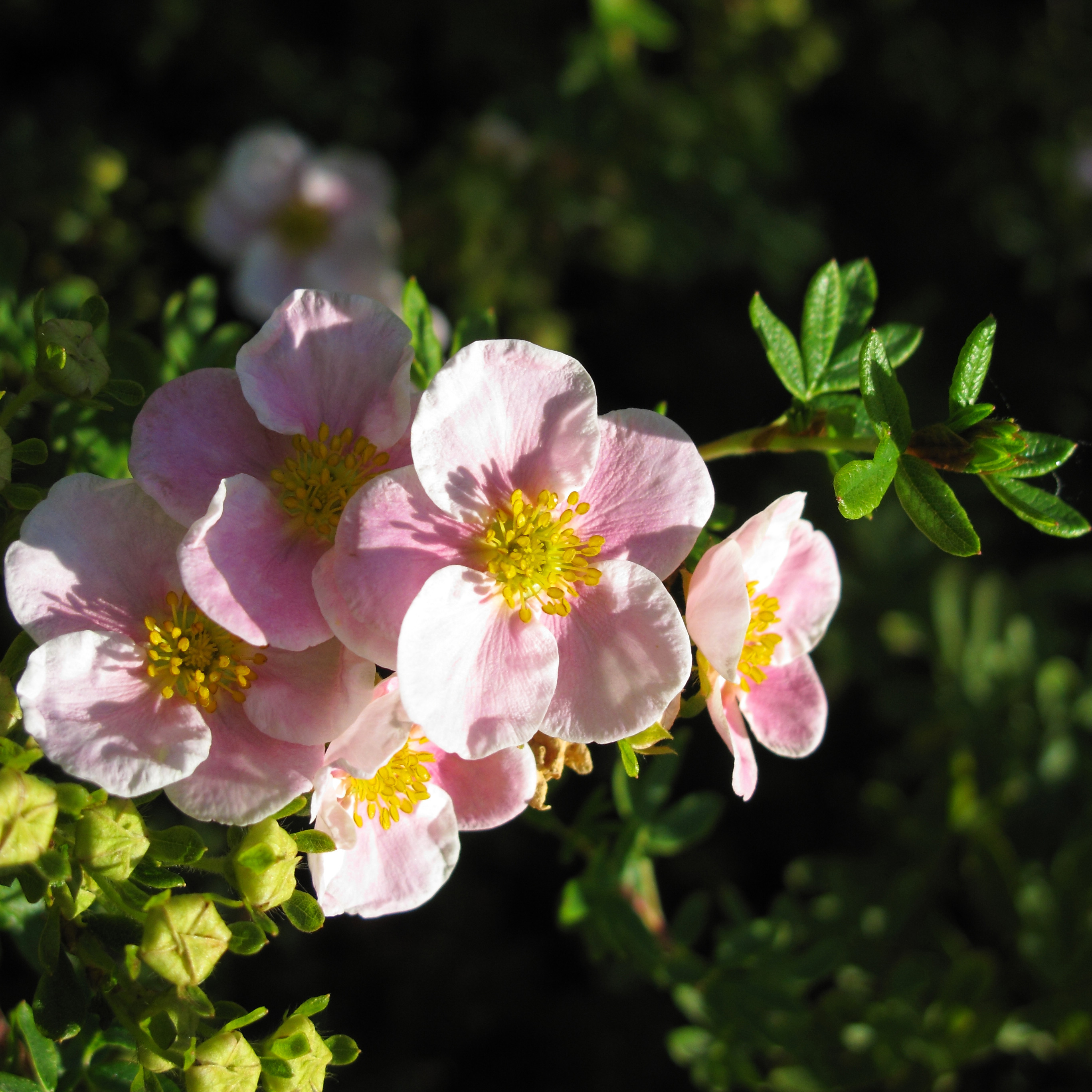 Planta Ölandstok Omnia Garden "Pink Beauty"