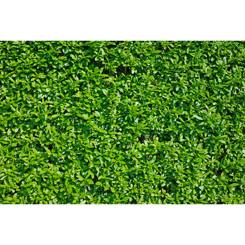 Planta Vinterliguster Atrovirens Omnia Garden Krukodlade