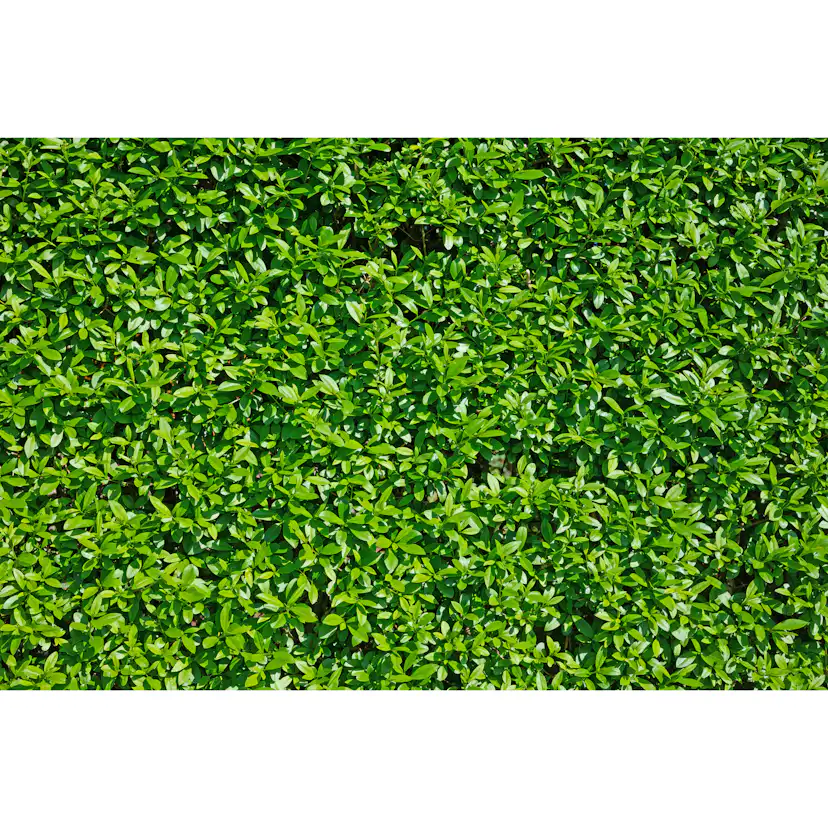 Planta Vinterliguster Atrovirens Omnia Garden Krukodlade