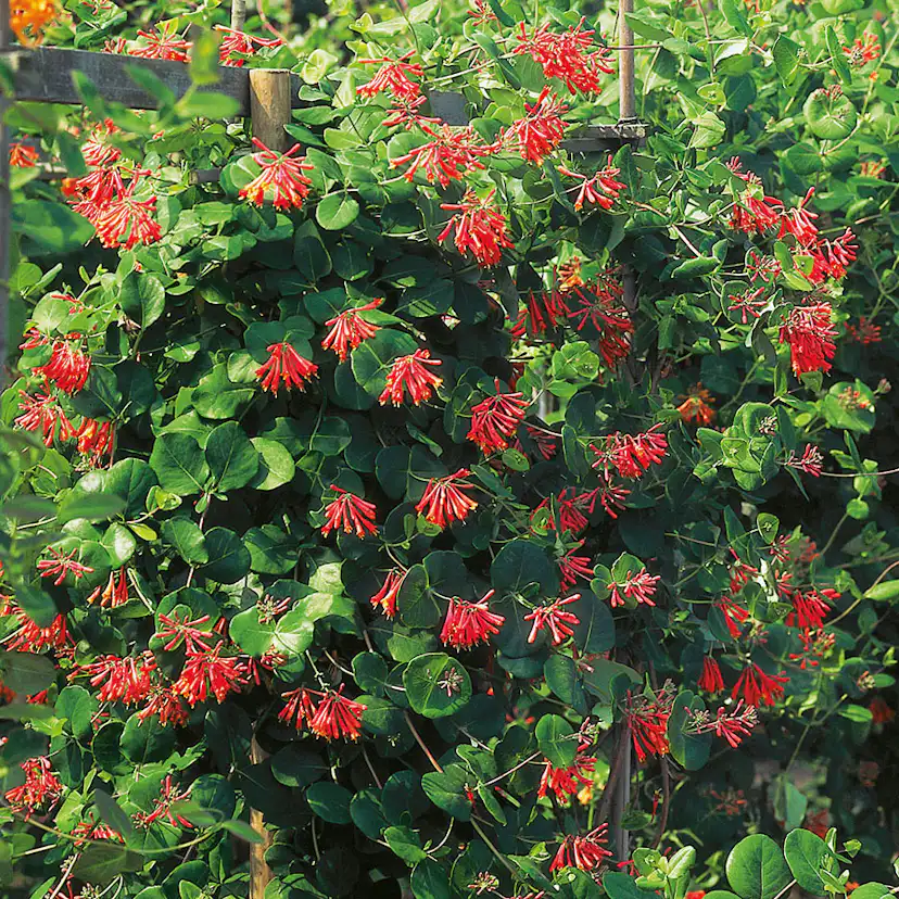 Klätterväxt Eldkaprifol Omnia Garden 40-60 cm