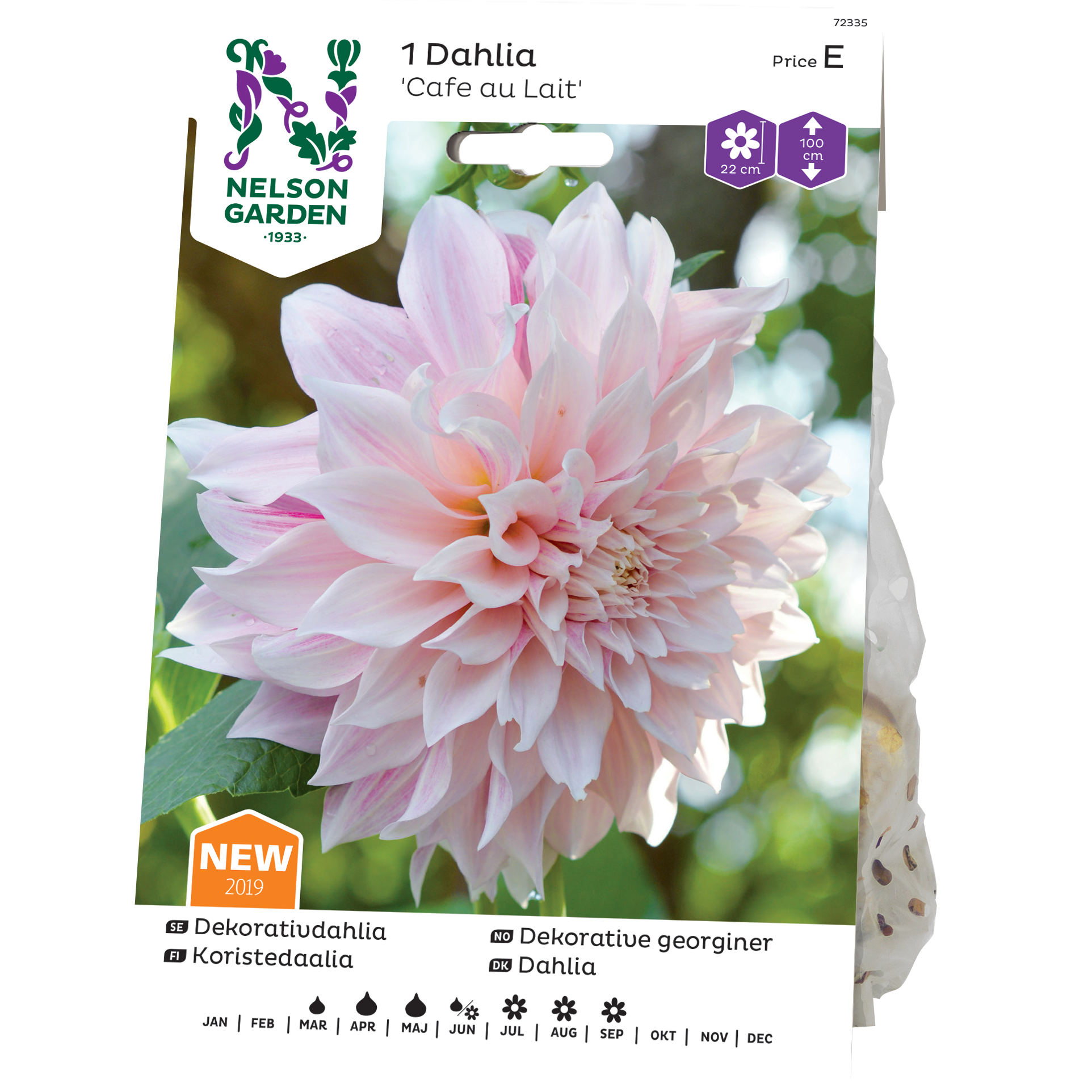 Dekorativdahlia Nelson Garden Cafe au Lait