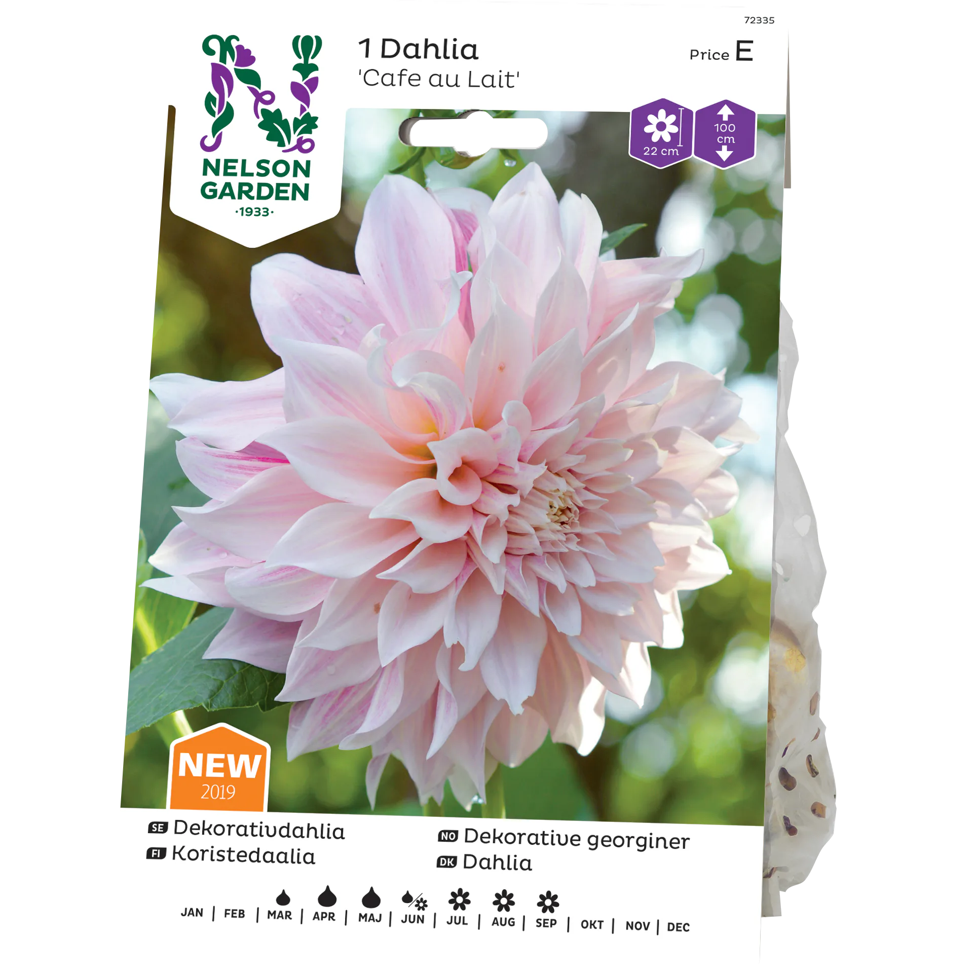 Dekorativdahlia Nelson Garden Cafe au Lait