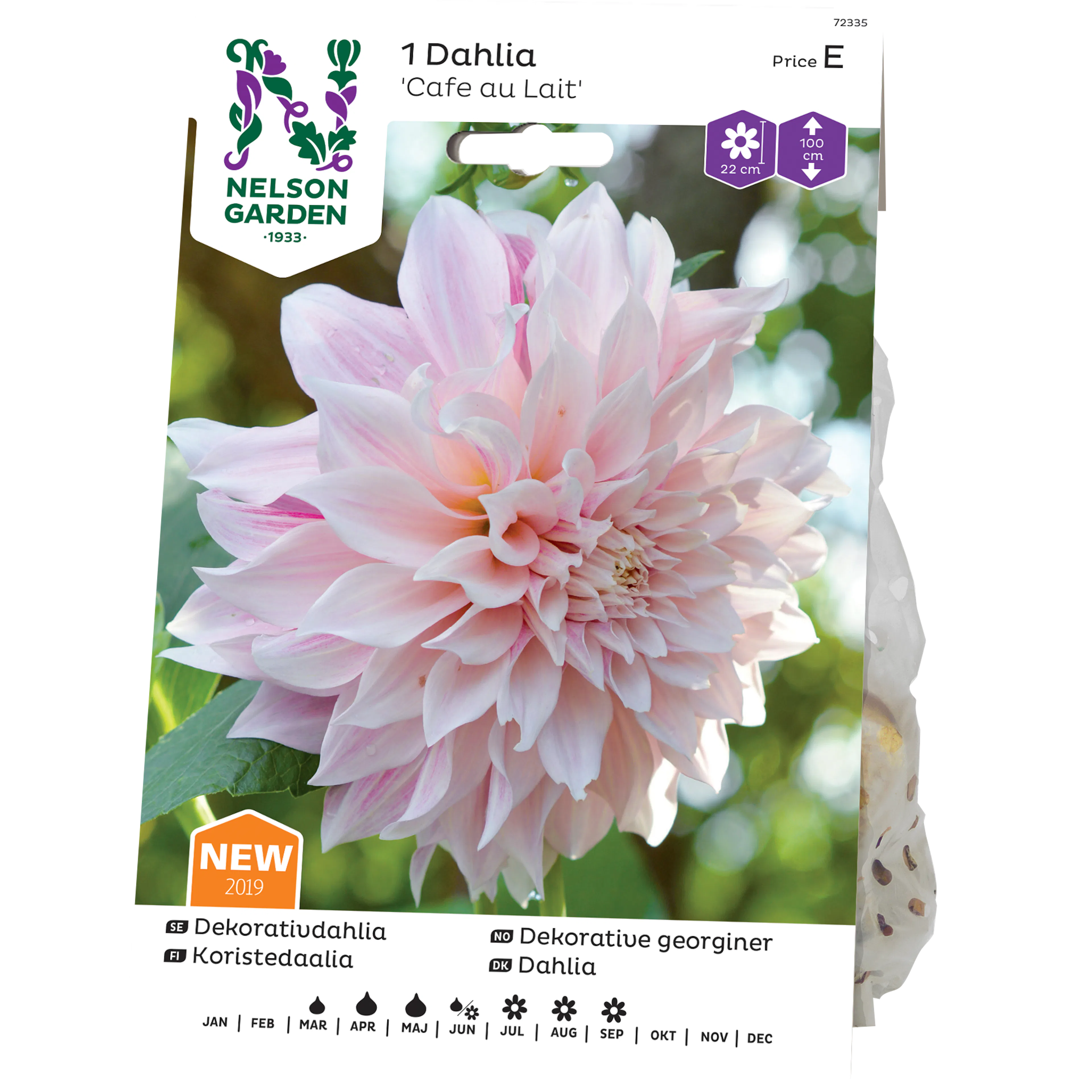 Dekorativdahlia Nelson Garden Cafe au Lait