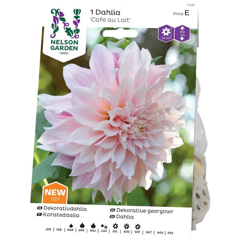 Dekorativdahlia Nelson Garden Cafe au Lait