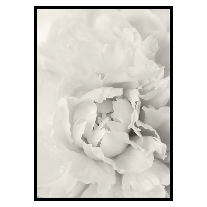 Poster Gallerix White Rose No1