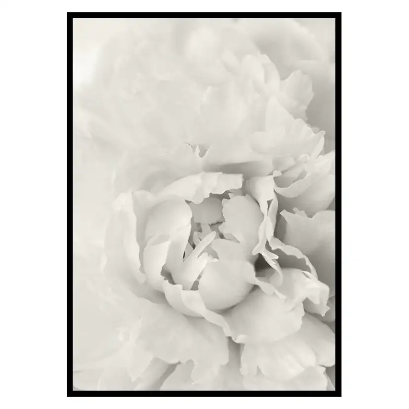 Poster Gallerix White Rose No1