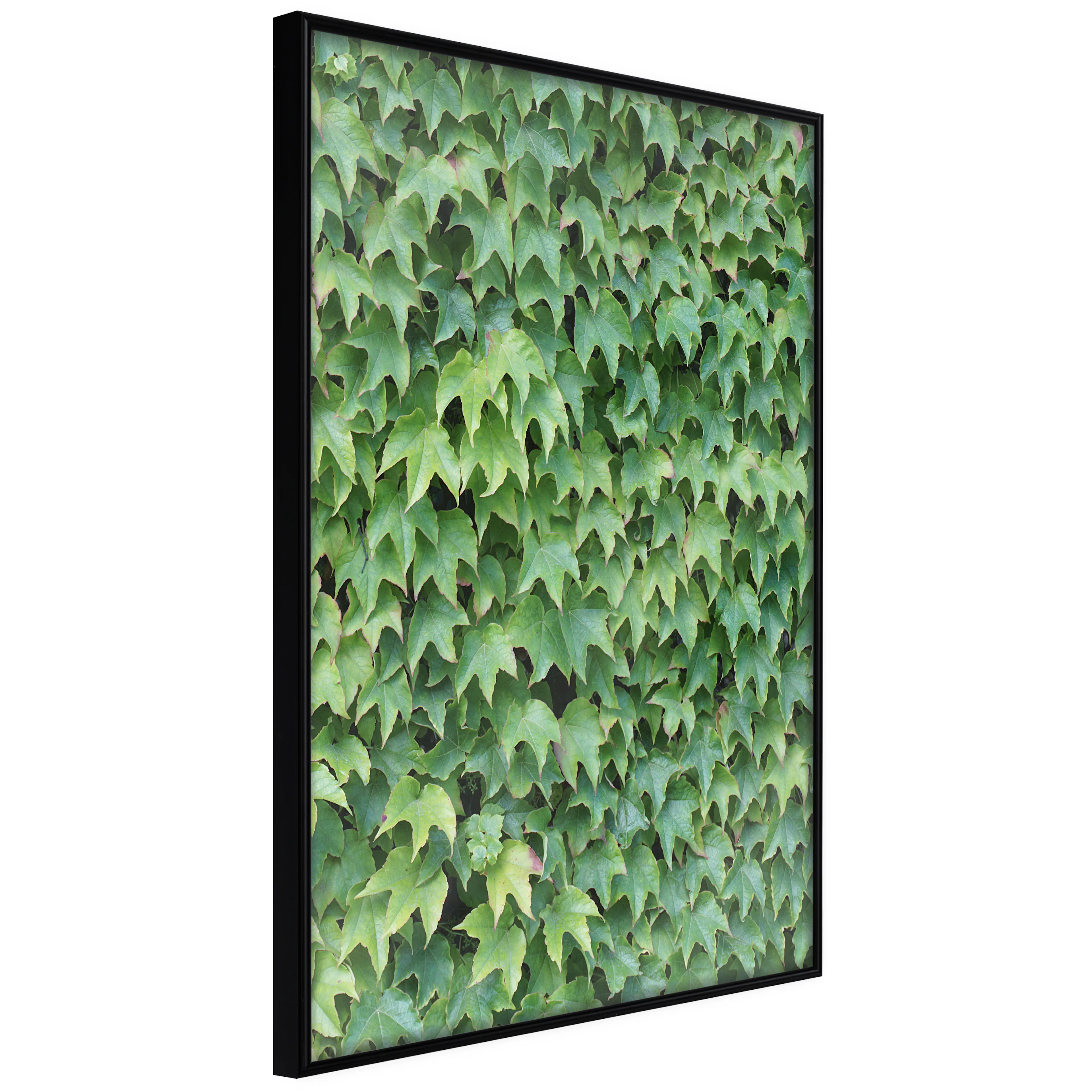 Affisch - Thick Ivy [Poster] 40x60 Svart ram, 40x60 cm