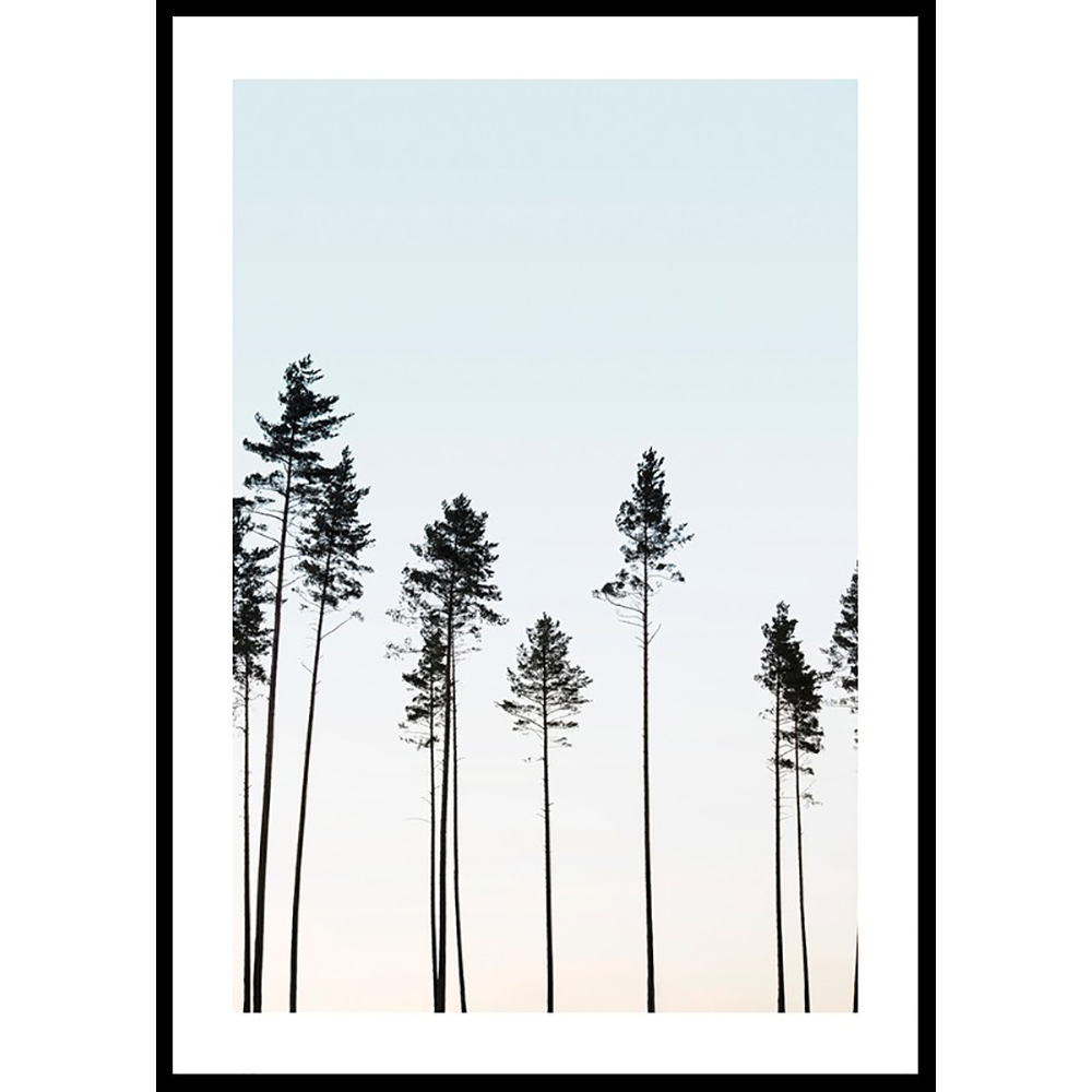 Poster Gallerix Tall Trees At Dusk