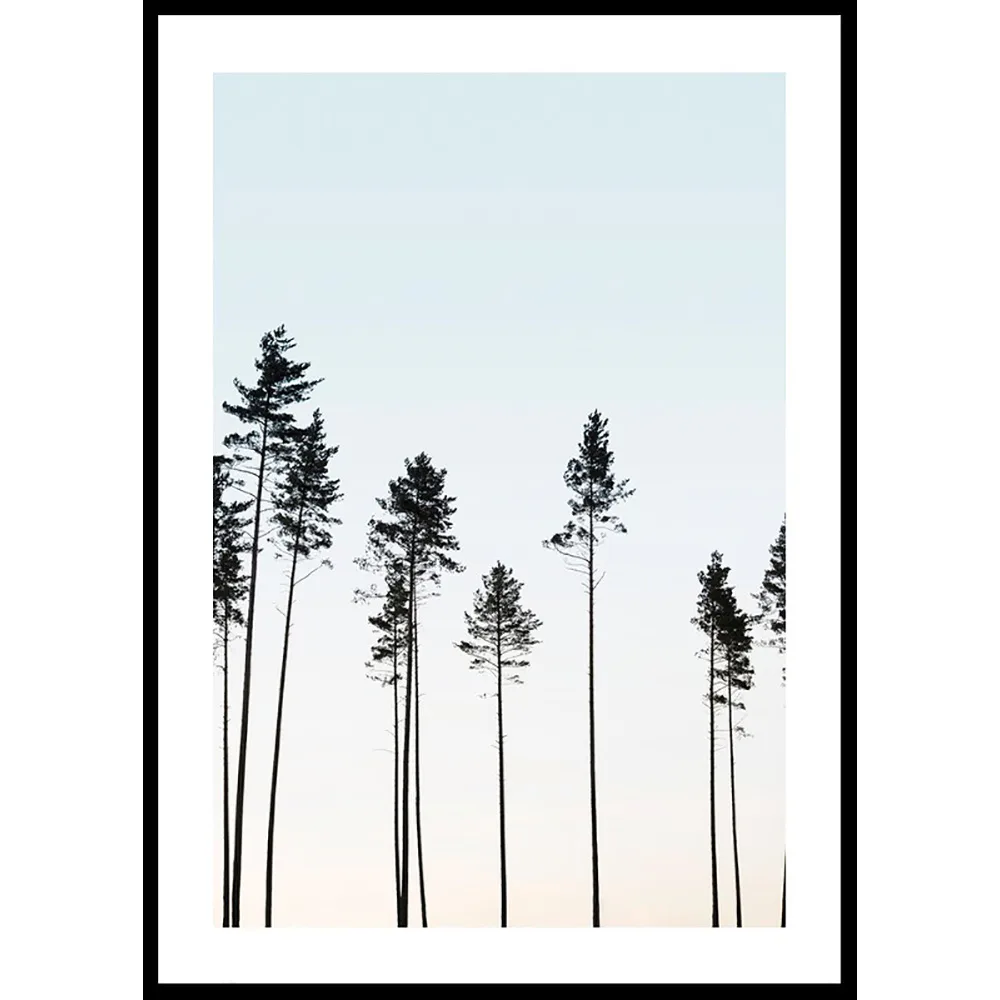 Poster Gallerix Tall Trees At Dusk
