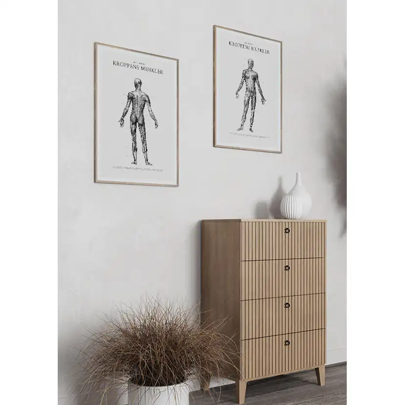 Poster Gallerix Kroppens Muskler Baksida