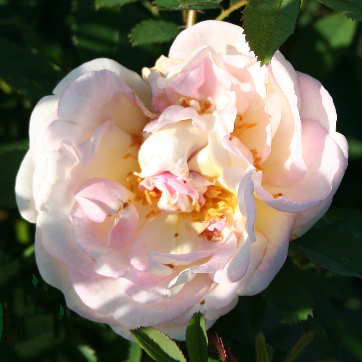 Storblommig Buskros Omnia Garden Frühlingsduft