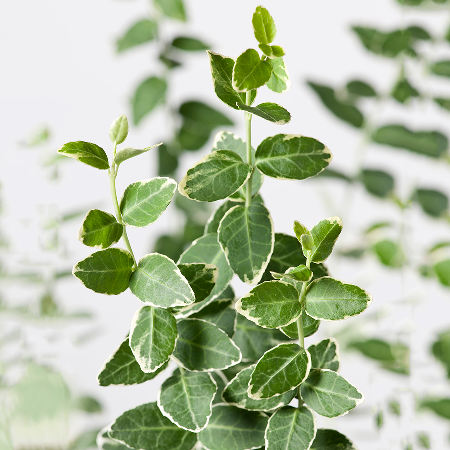 Prydnadsträd Klätterbenved Vitbrok Omnia Garden 80-90 cm