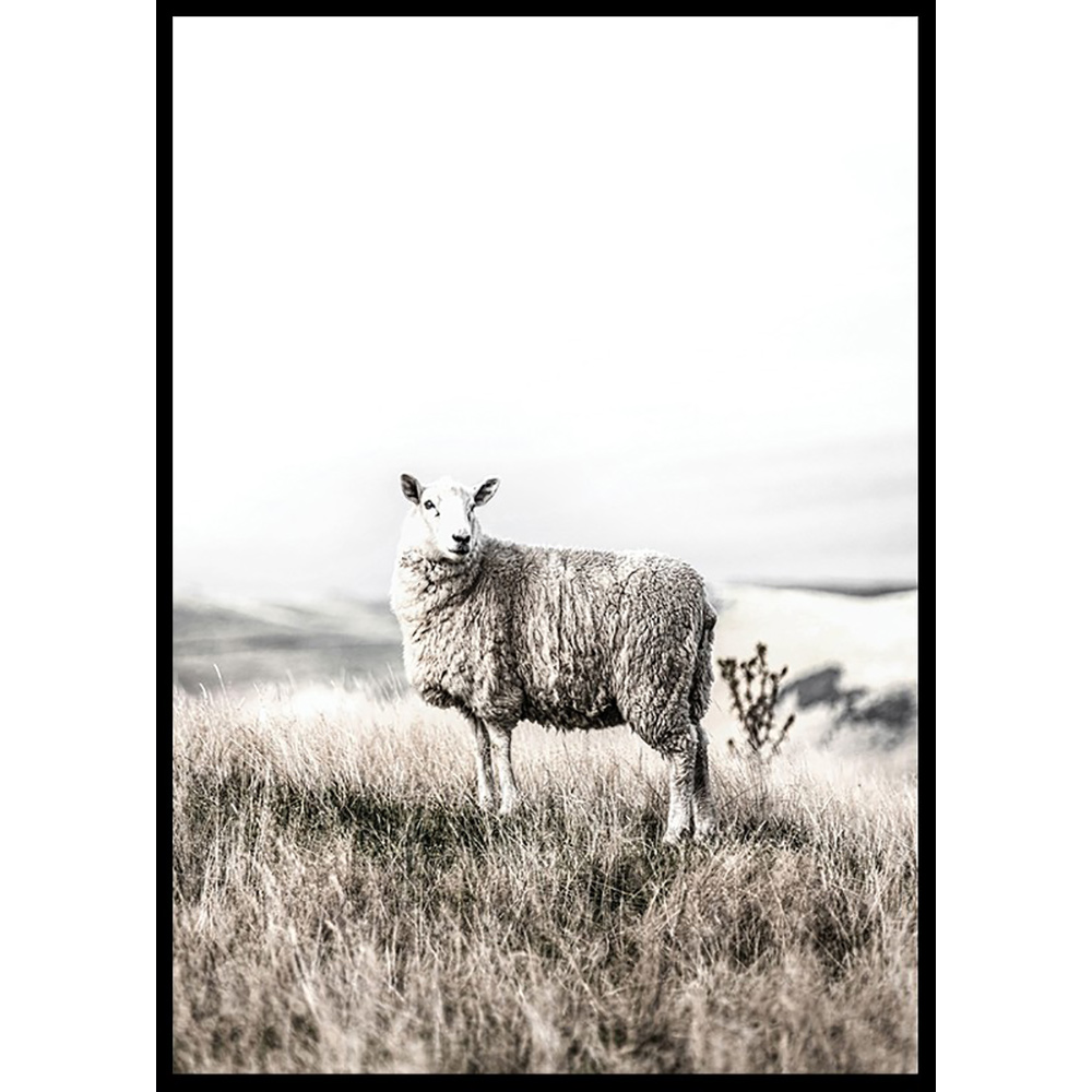 Poster Gallerix White Sheep In Field