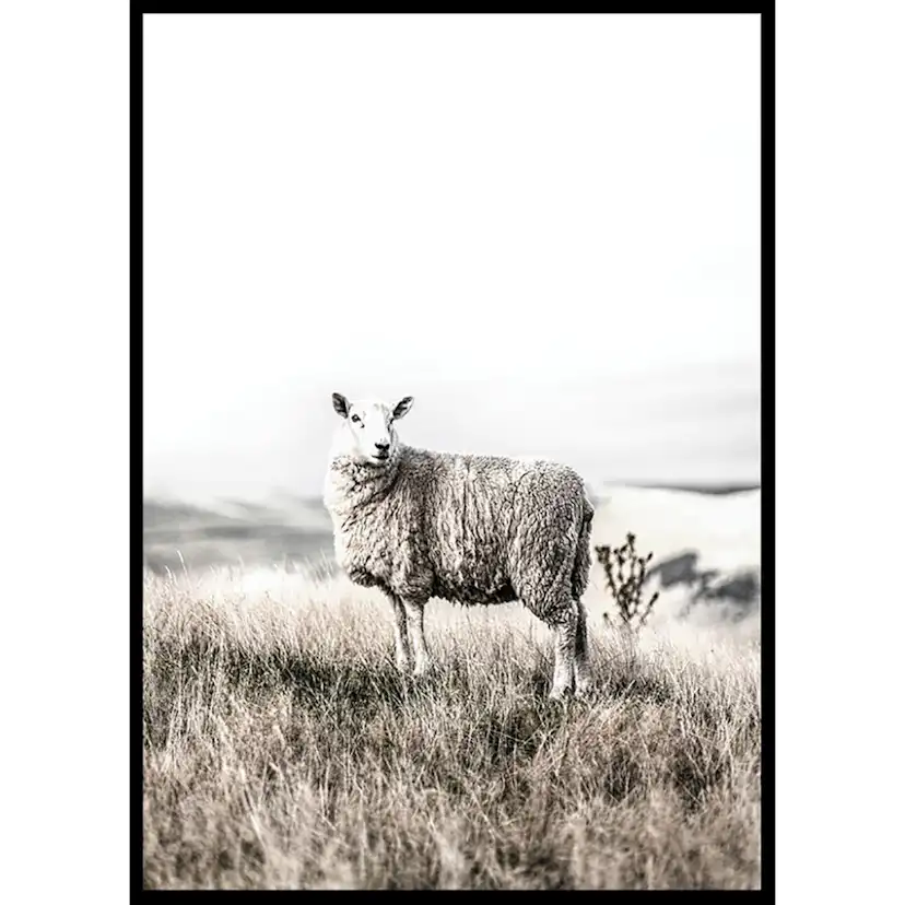 Poster Gallerix White Sheep In Field