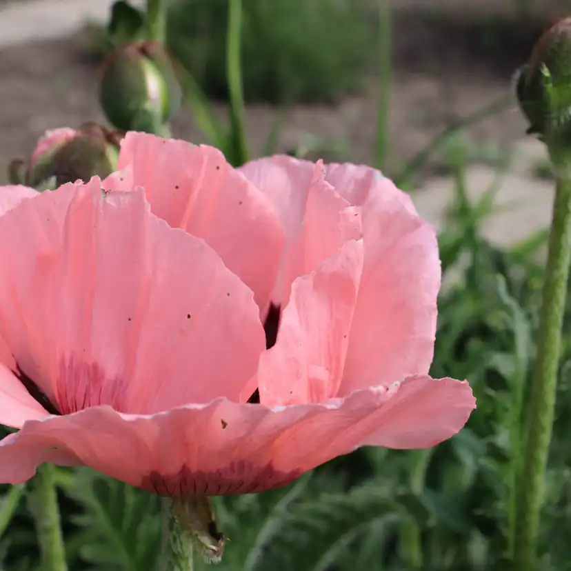 Perenn Omnia Garden Jättevallmo Prinzessin Viktoria Louise Papaver