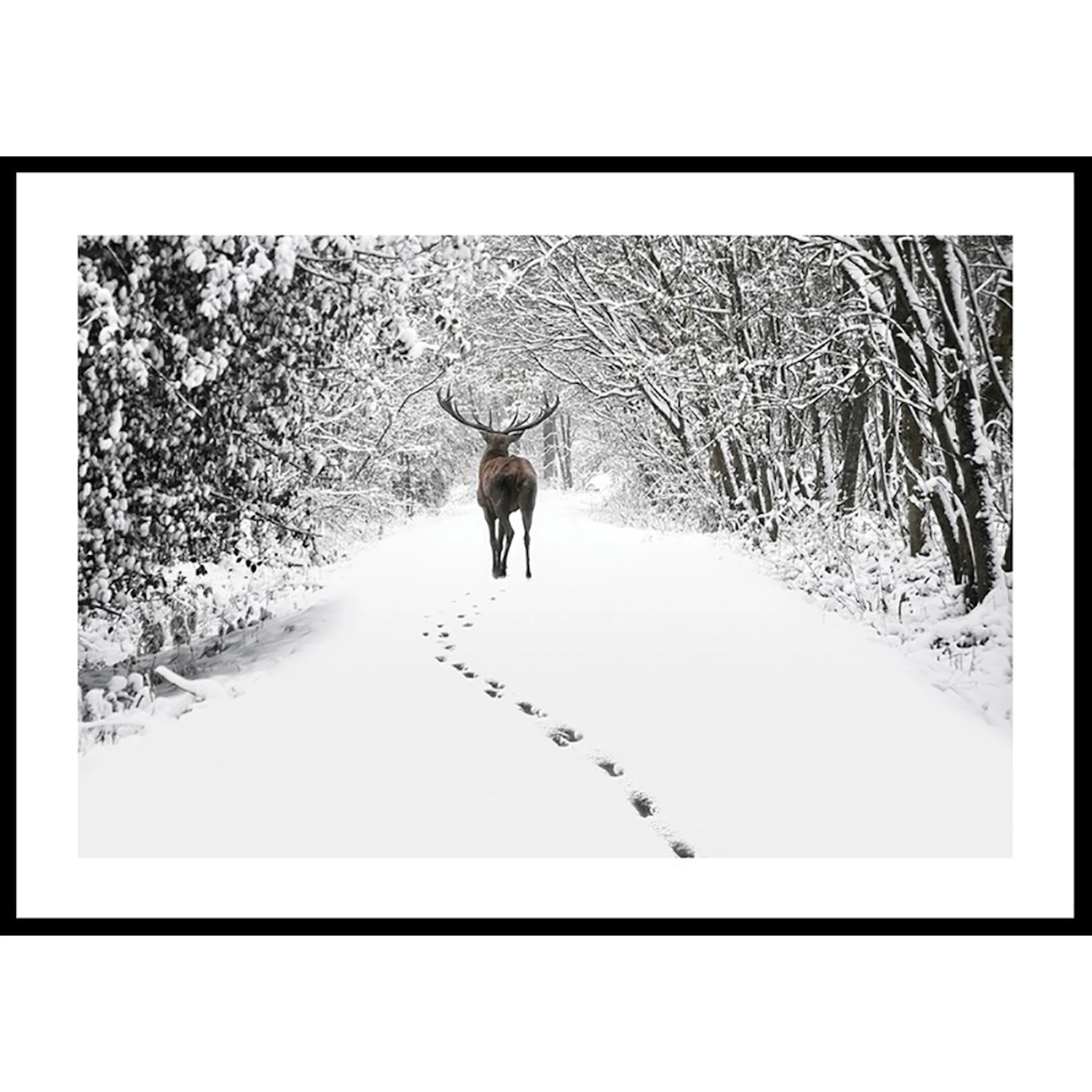 Poster Gallerix Deer Forest Walk