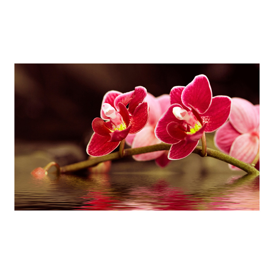 Fototapet Arkiio Vacker orkidé blommor på vattnet 450x270 cm