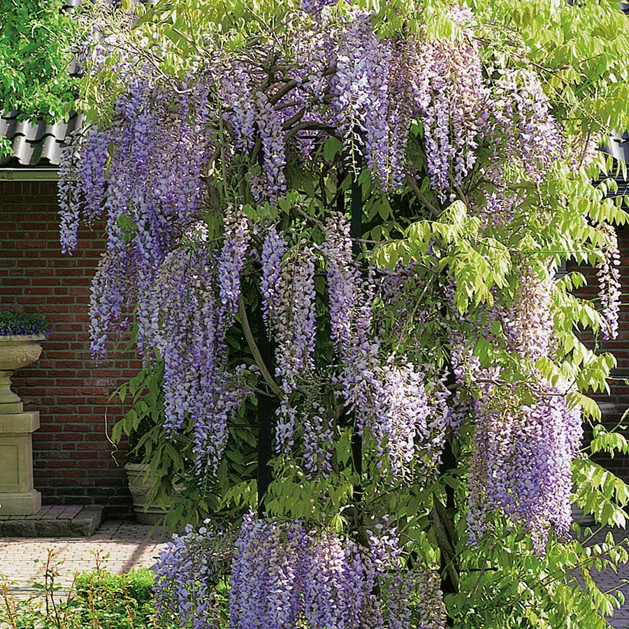 Klätterväxt Blåregn Omnia Garden Kinesiskt Sinensis 50-80 cm