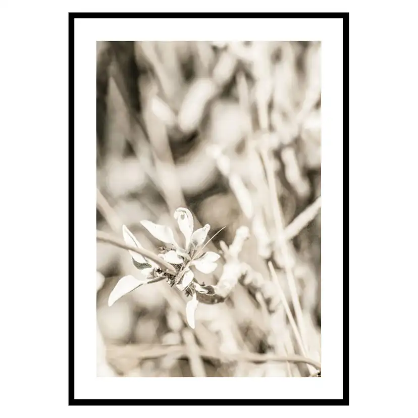 Poster Gallerix Dried Plant No4