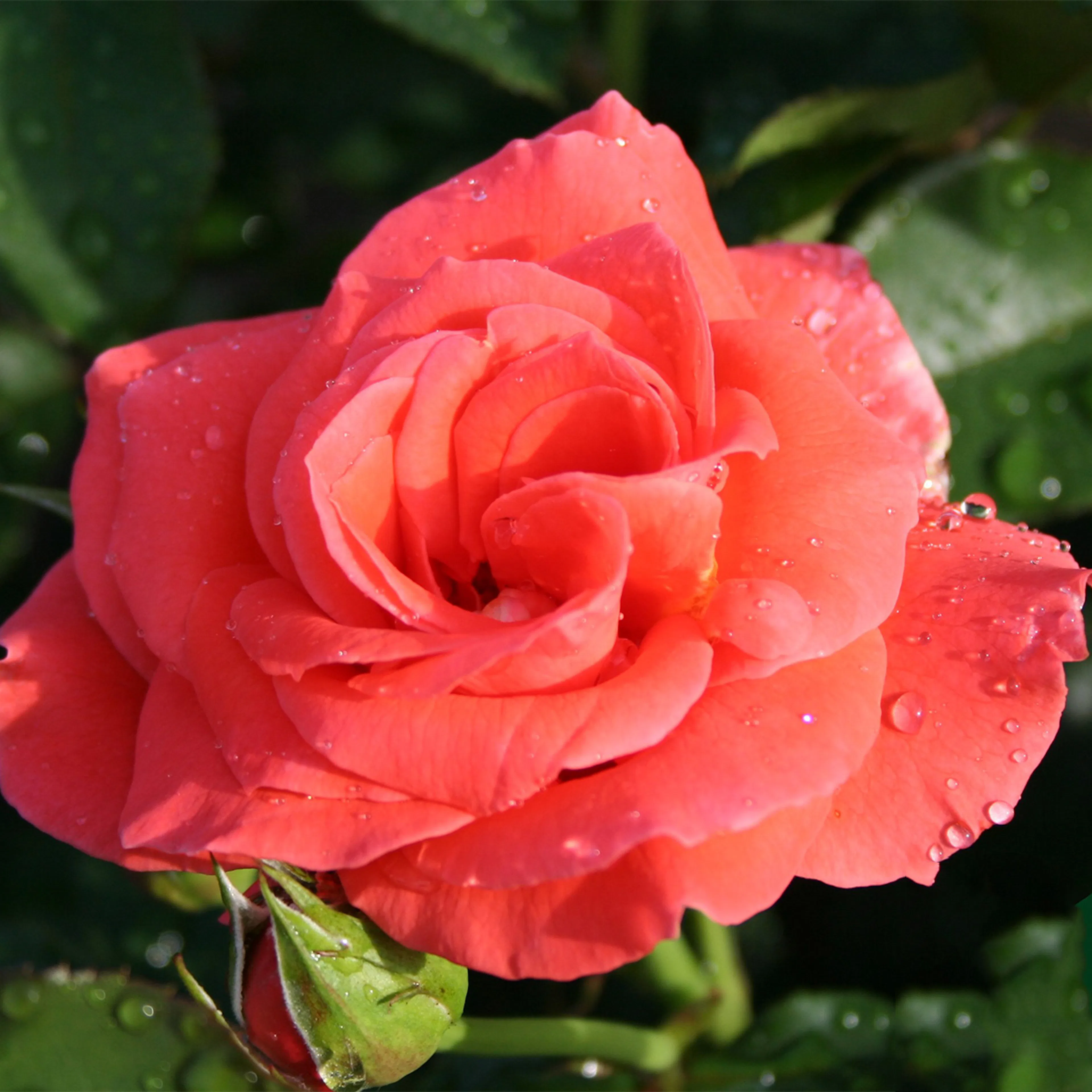 Rosa "Prinsesse Marie", 1-pack 1-pack