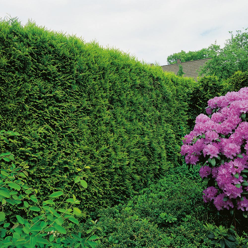 Ädeltuja Omnia Garden 50-60 cm